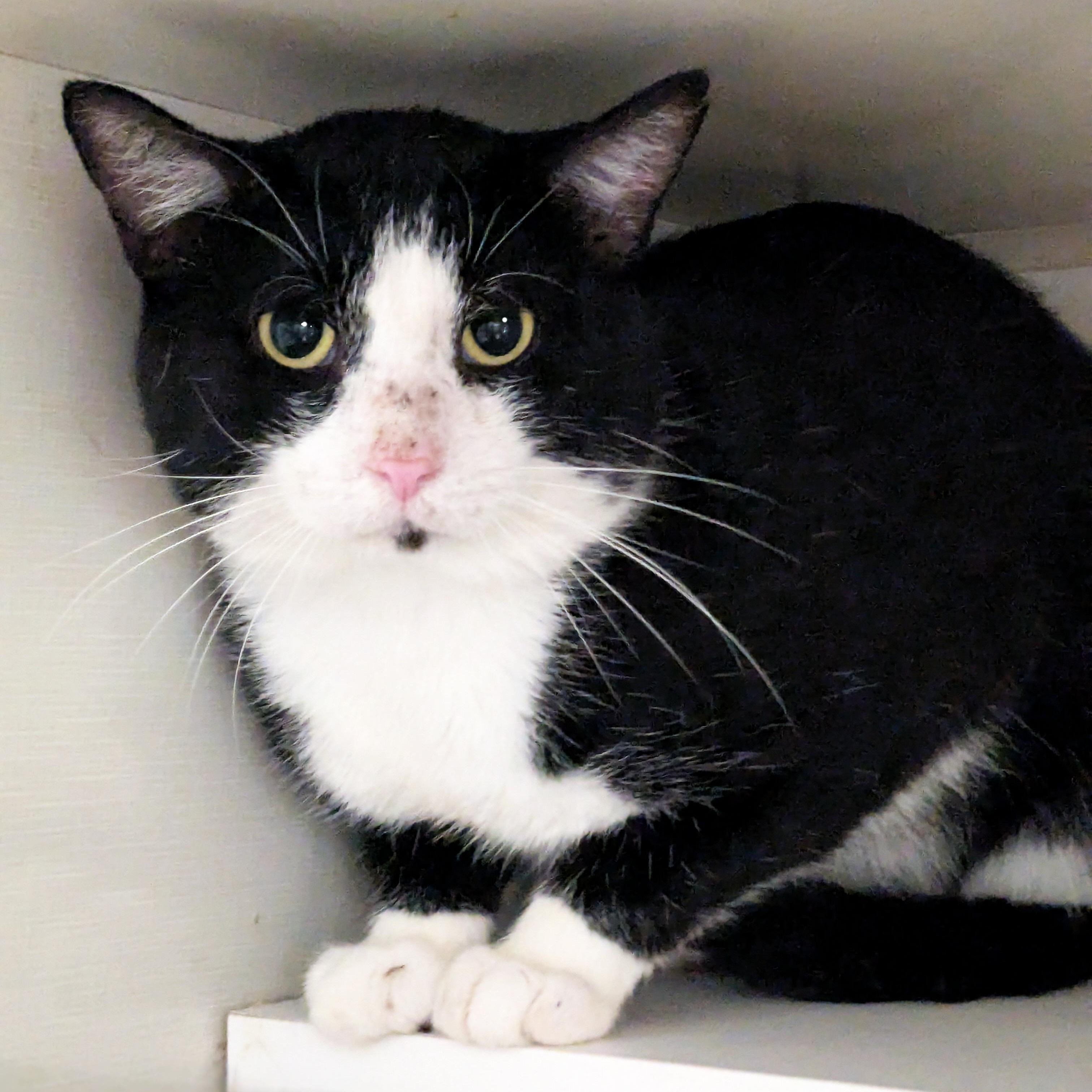 Enlarge Thomas Tuxedo, a Adopted Tuxedo in Shippenville, PA image 2/3