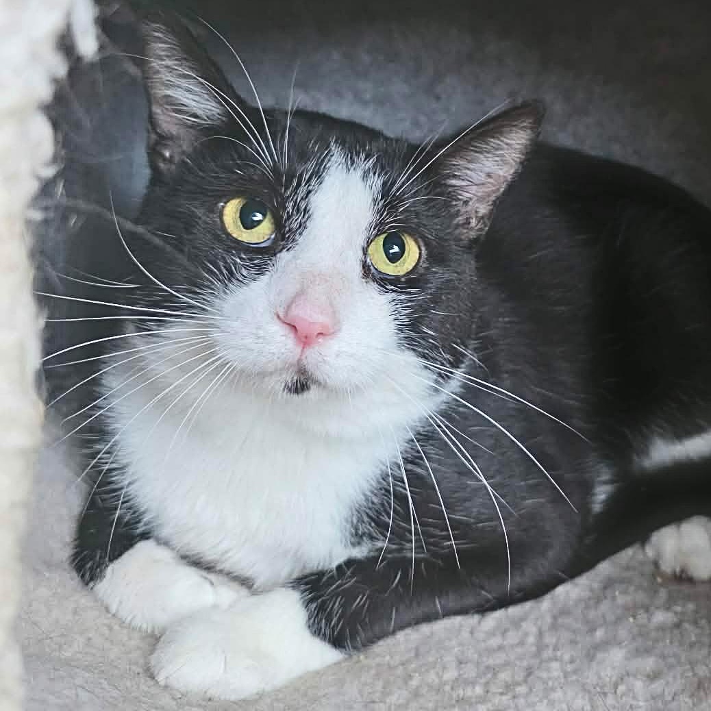 Thomas Tuxedo, Adopted, Adult Male Tuxedo.