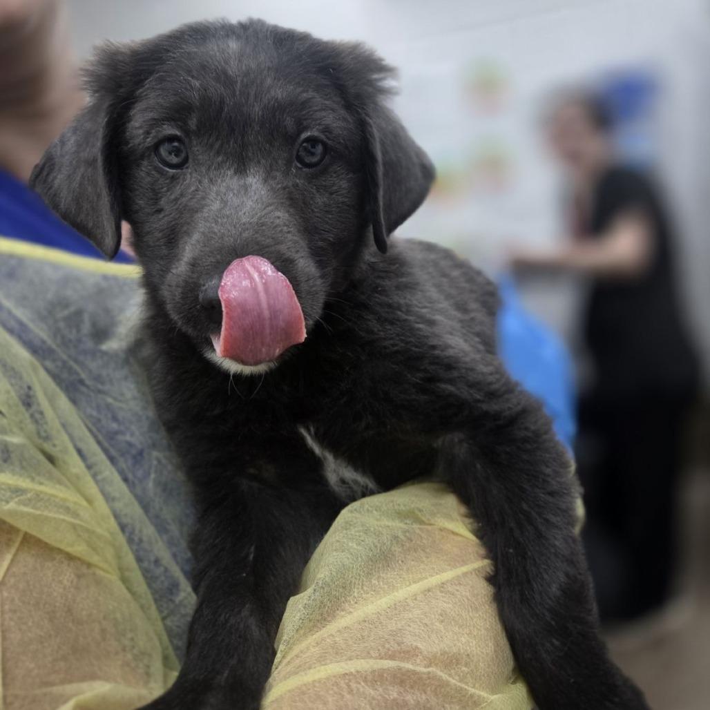 Enlarge Texas Pete, a Adoptable mixed breed in Incline Village, NV image 1/1