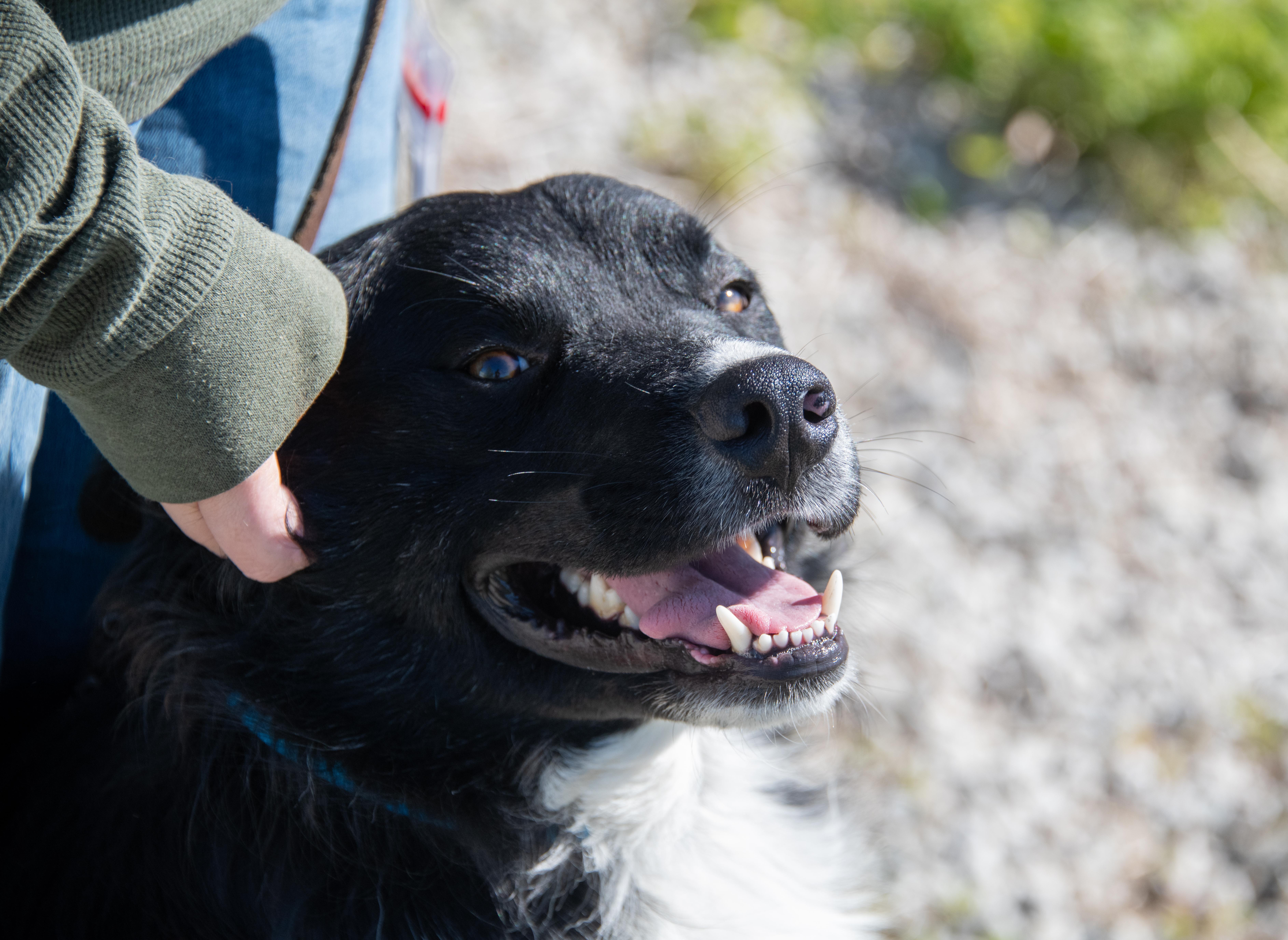 Enlarge Ash, a ADOPTABLE mixed breed in Mayetta, KS image 3/6