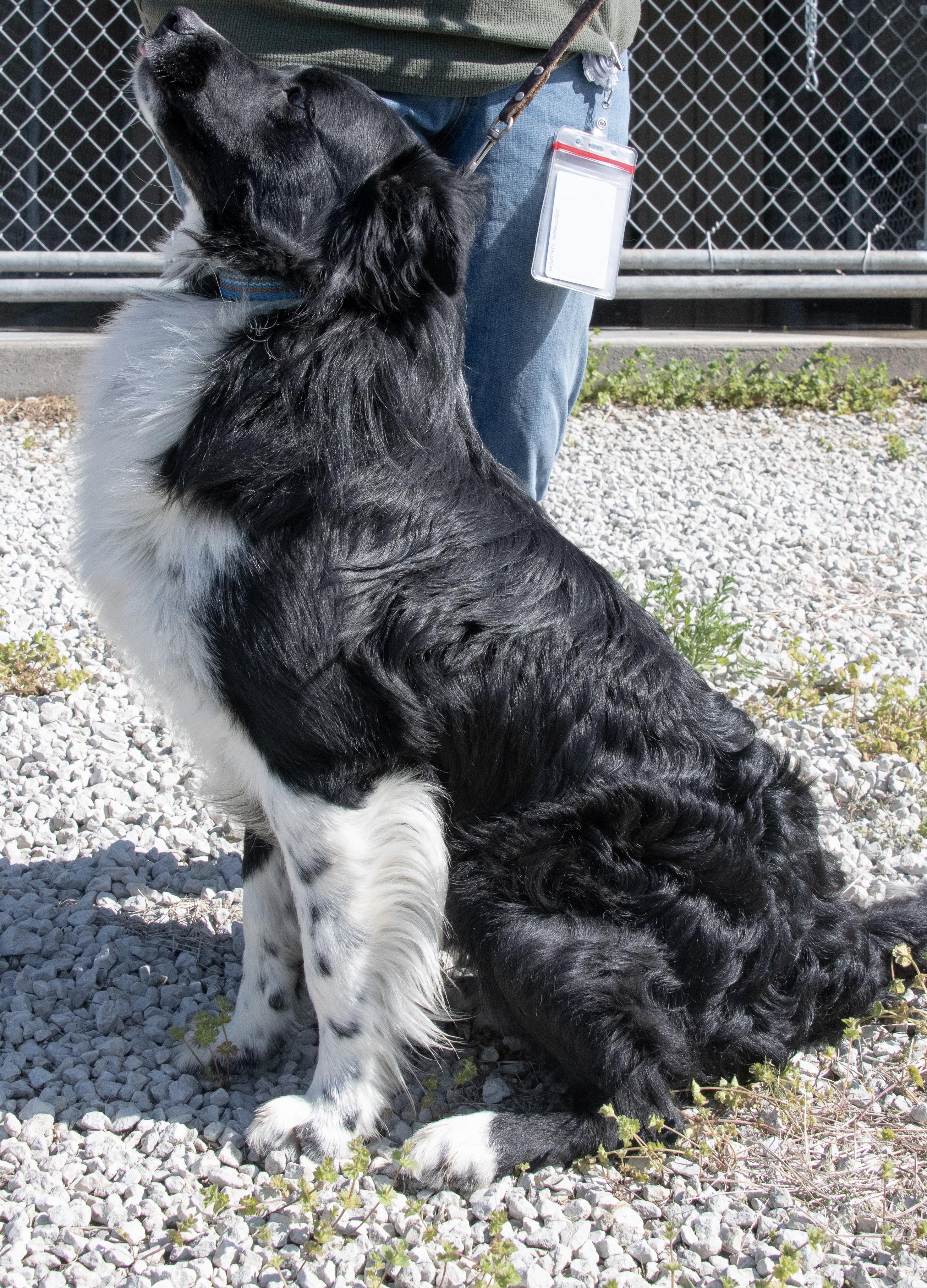 Enlarge Ash, a ADOPTABLE mixed breed in Mayetta, KS image 5/6