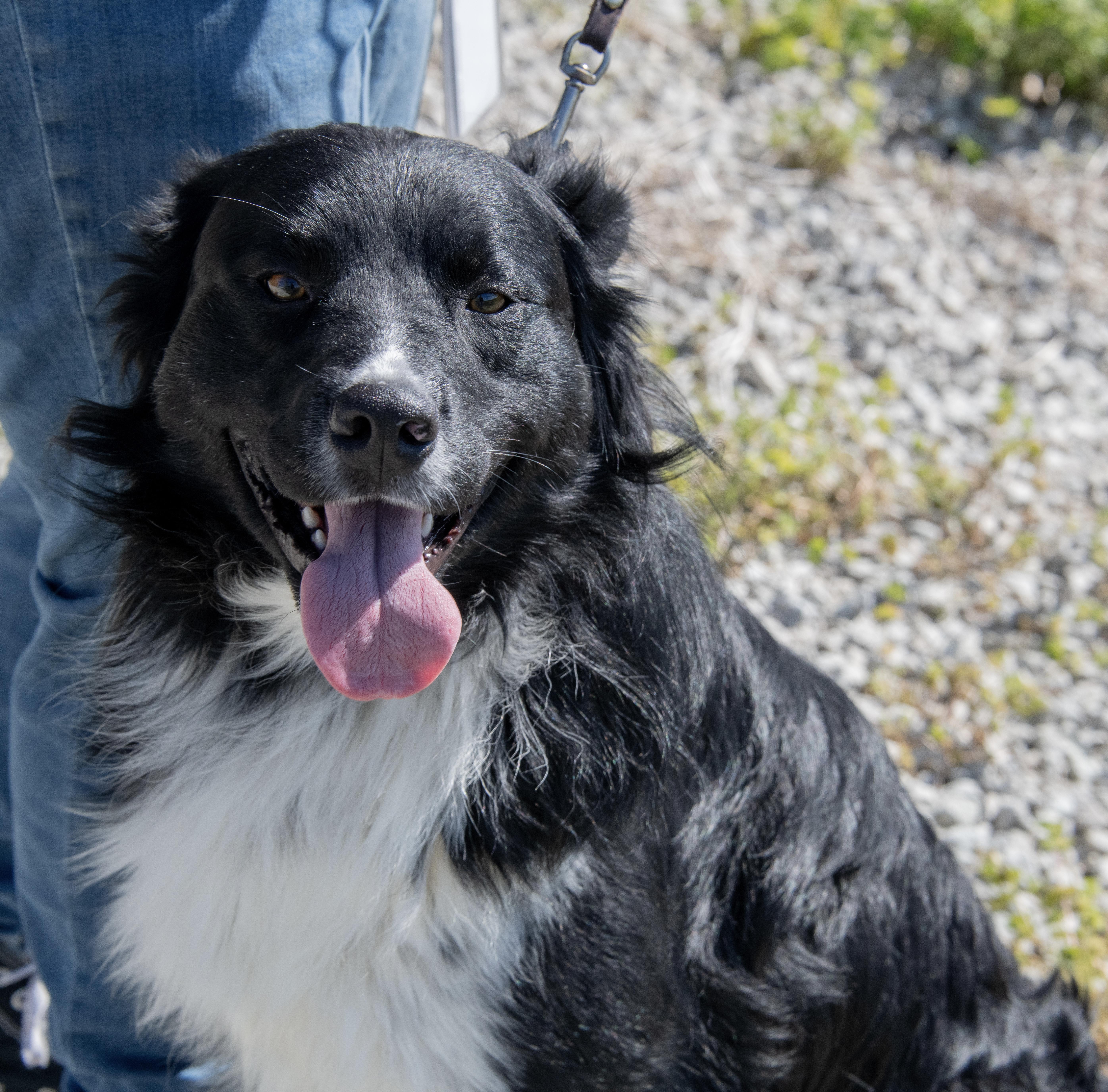 Enlarge Ash, a ADOPTABLE mixed breed in Mayetta, KS image 2/6