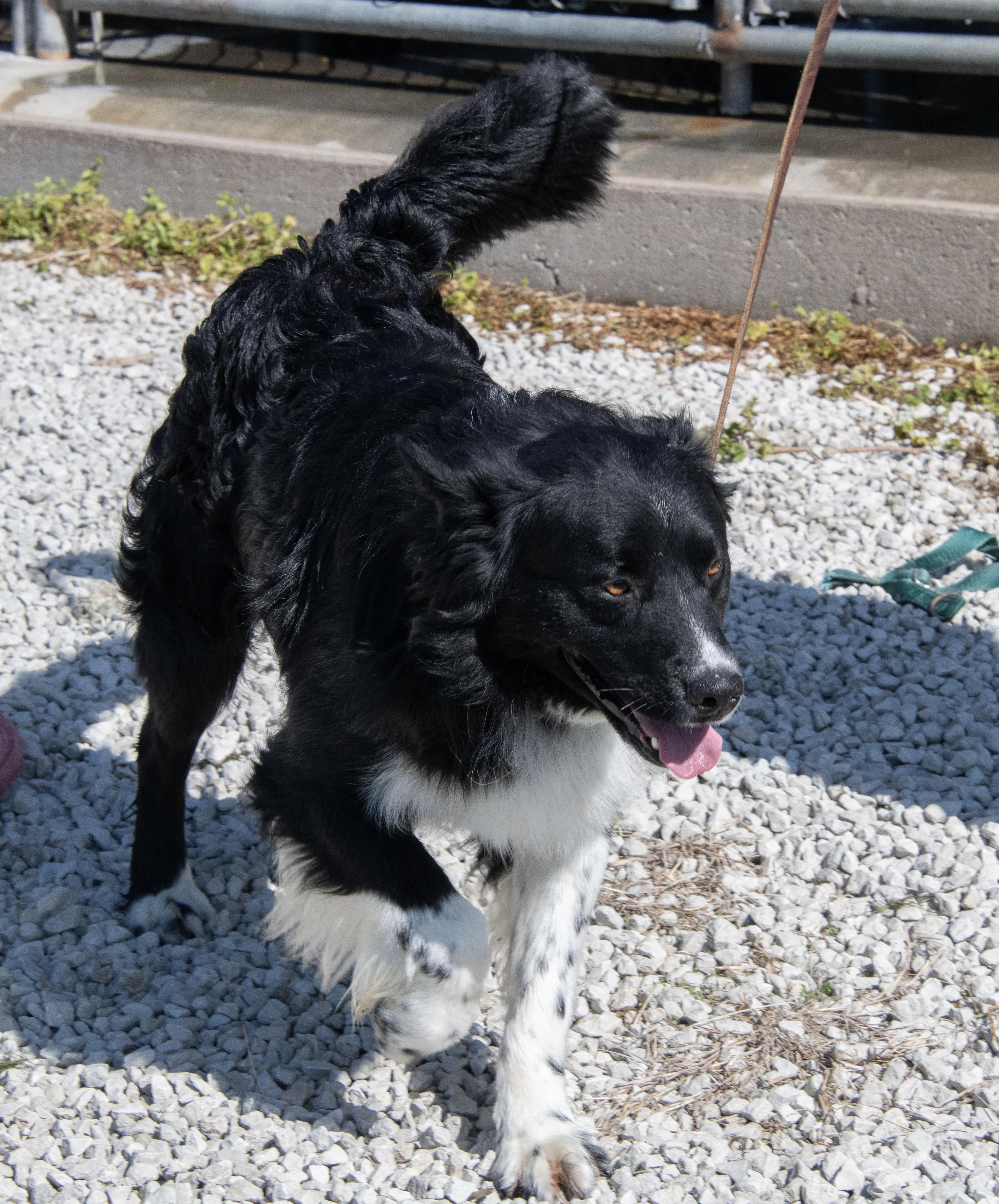 Enlarge Ash, a ADOPTABLE mixed breed in Mayetta, KS image 6/6