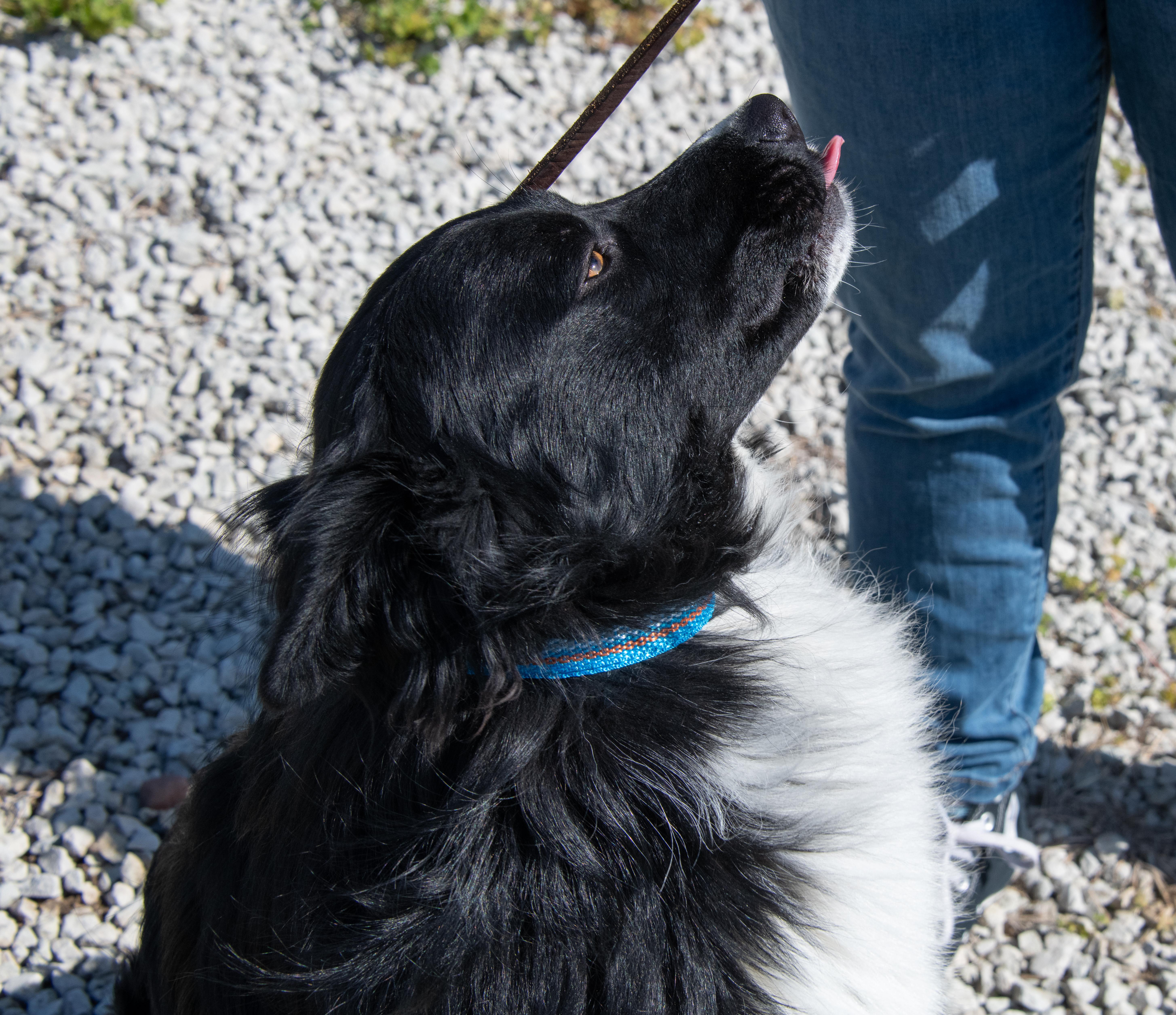 Enlarge Ash, a ADOPTABLE mixed breed in Mayetta, KS image 4/6
