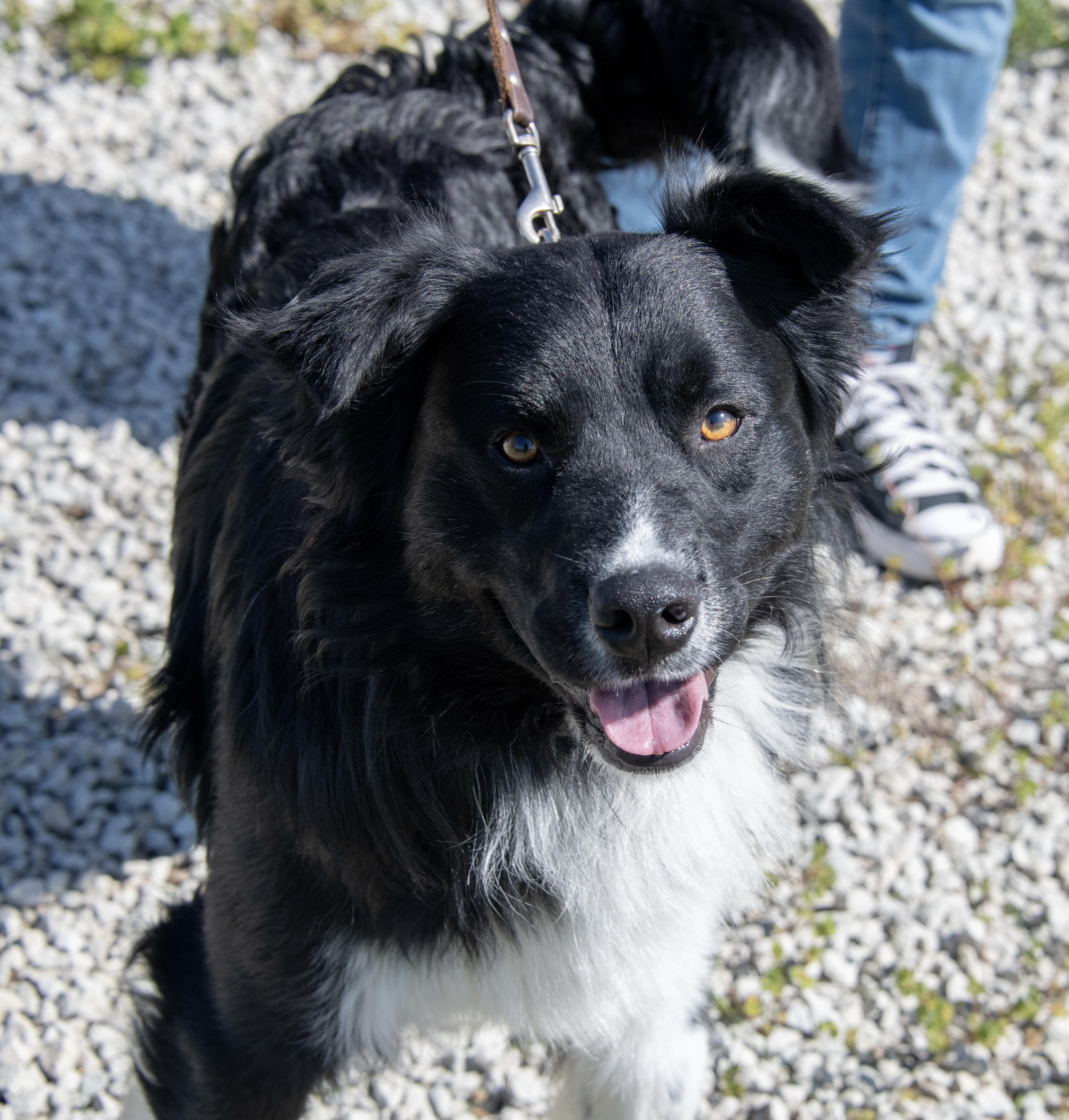 Enlarge Ash, a ADOPTABLE mixed breed in Mayetta, KS image 1/6