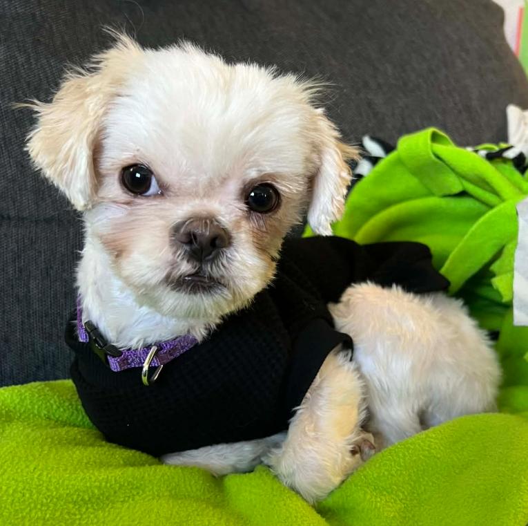 Jazzy, ADOPTABLE, Young Female Maltese & Mixed Breed.