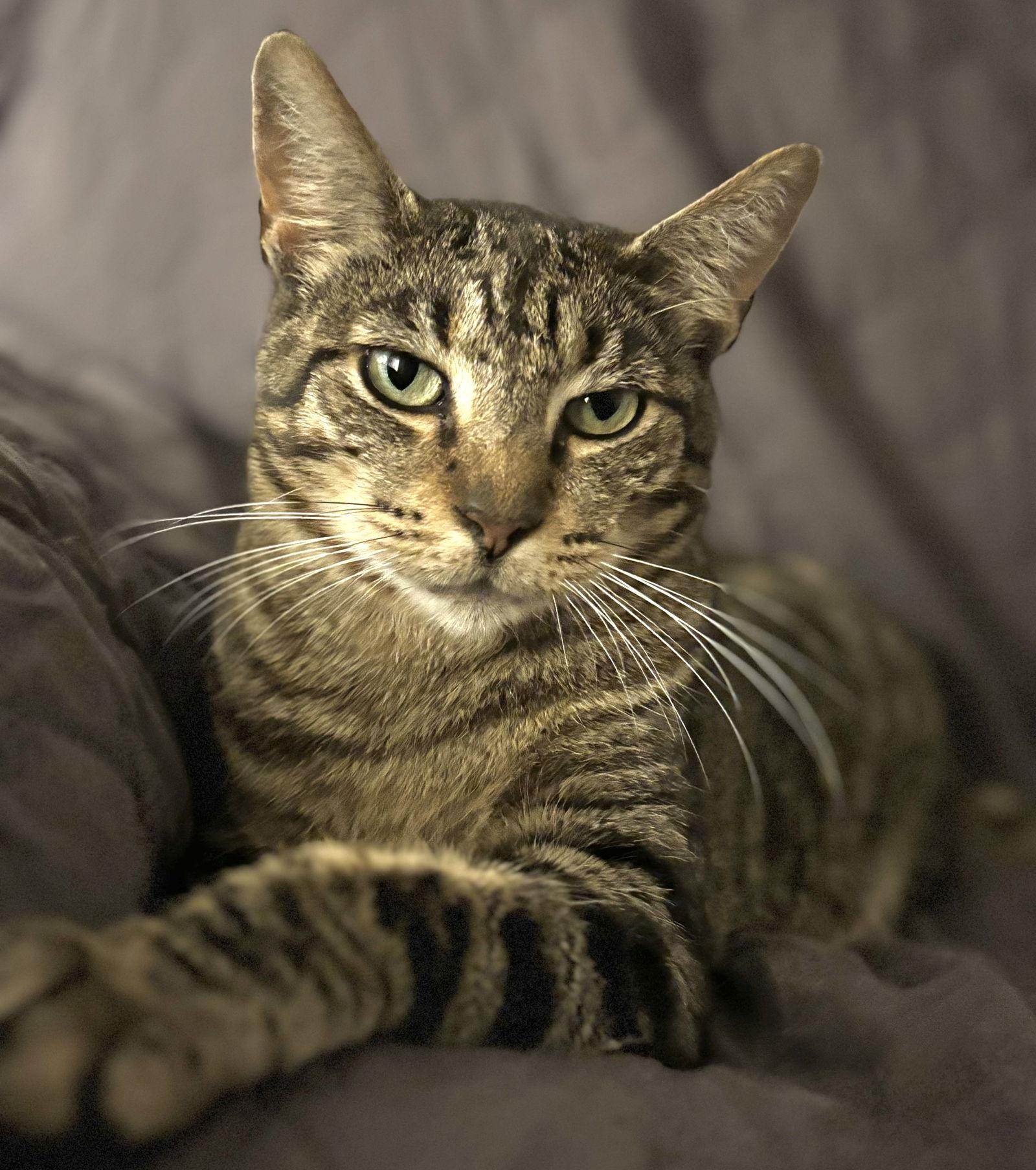 Enlarge She-ra, a Adoptable Tabby in Fort Myers, FL image 1/1