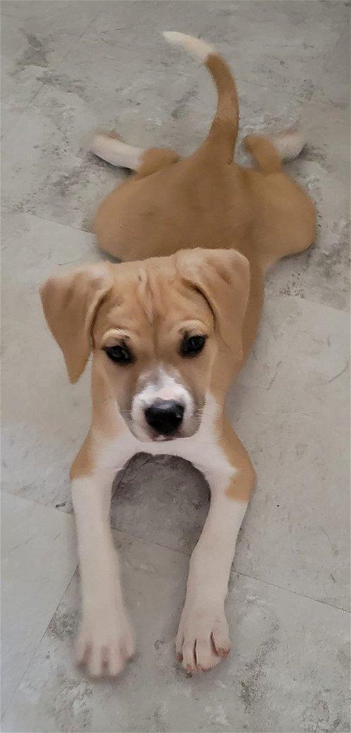 Brittany, a Adoptable mixed breed in Spring, TX image 2/6