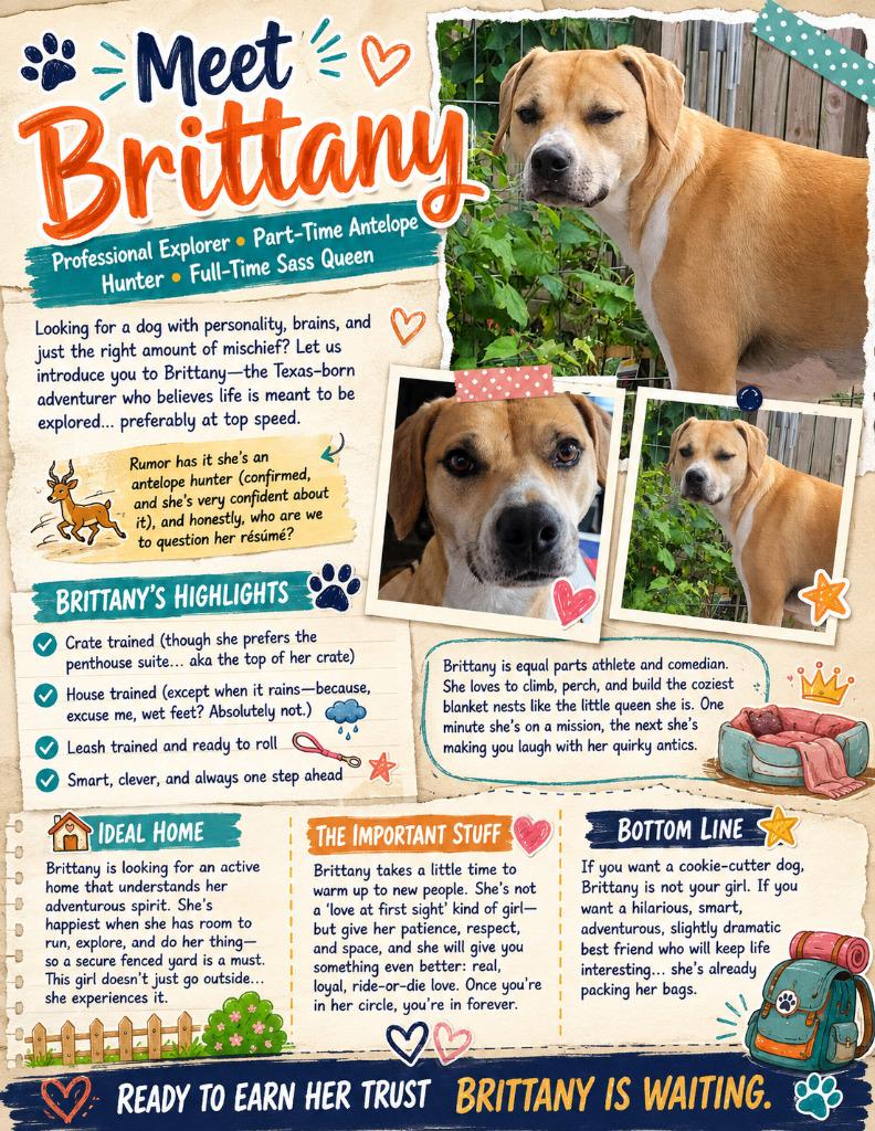 Brittany, a Adoptable mixed breed in Spring, TX image 3/6