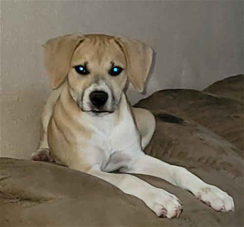 Brittany, a Adoptable mixed breed in Spring, TX image 5/6