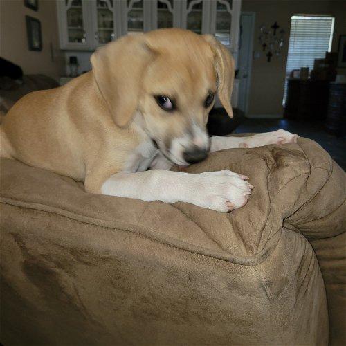 Brittany, a Adoptable mixed breed in Spring, TX image 6/6