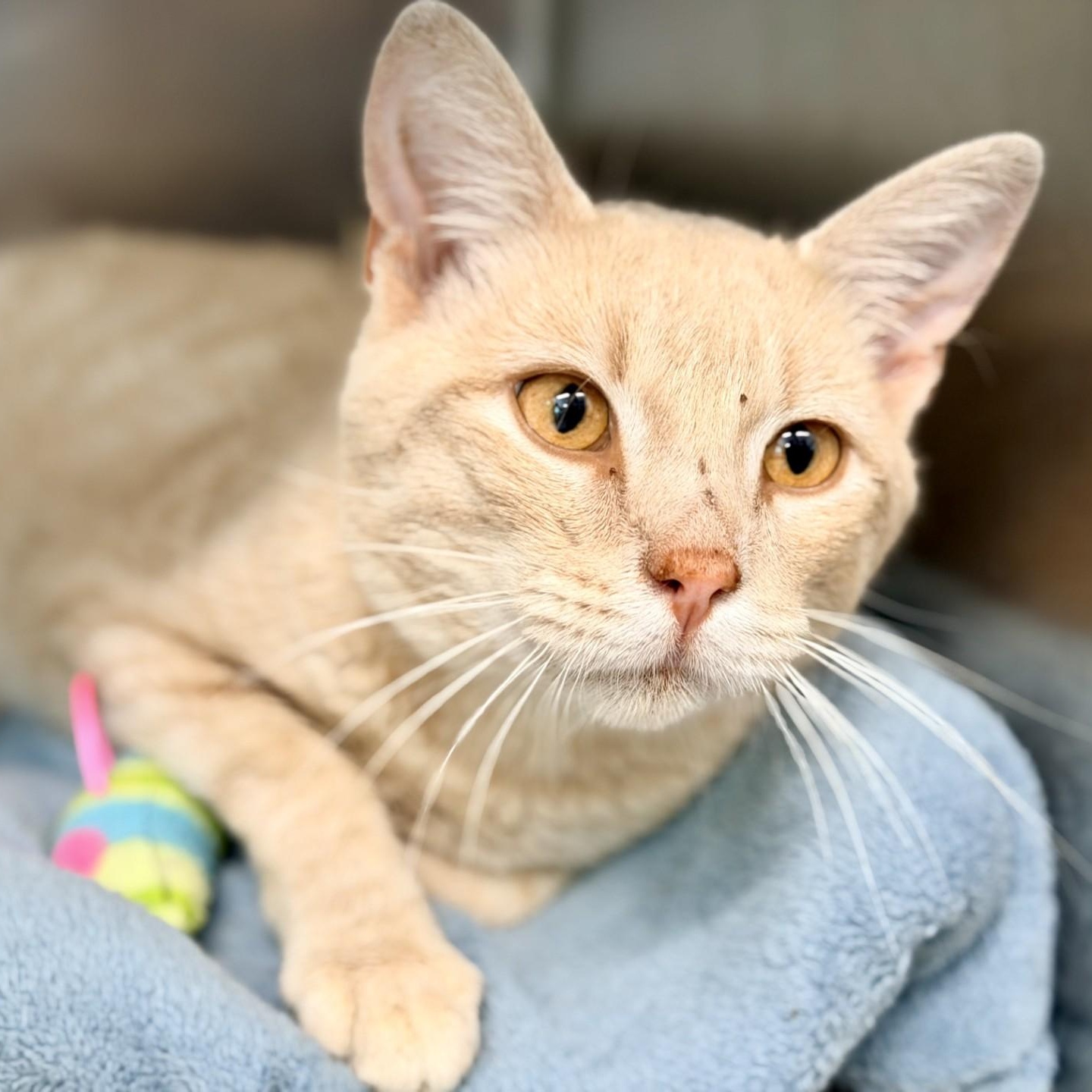 Mandarin, an adopted Domestic Short Hair in Jackson, NJ image 2/2