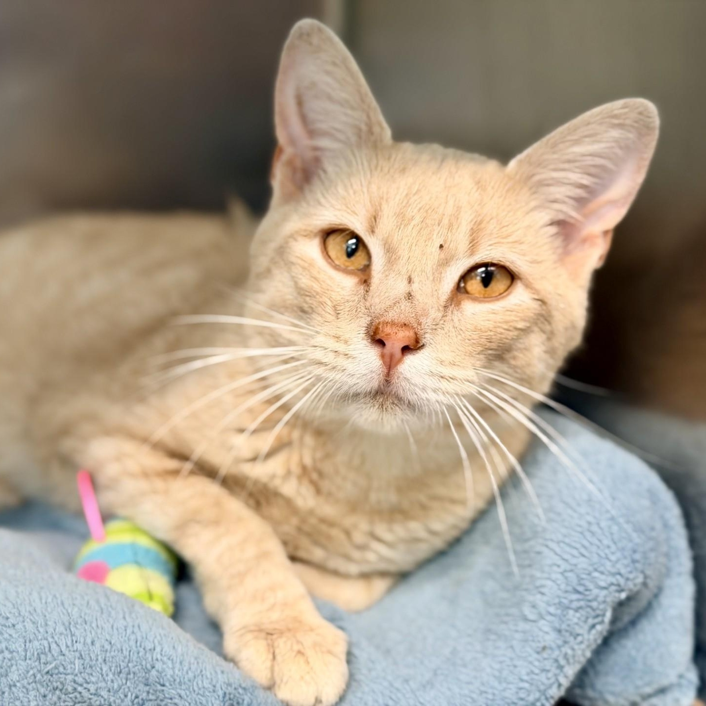 Mandarin, adopted, Adult Male Domestic Short Hair.