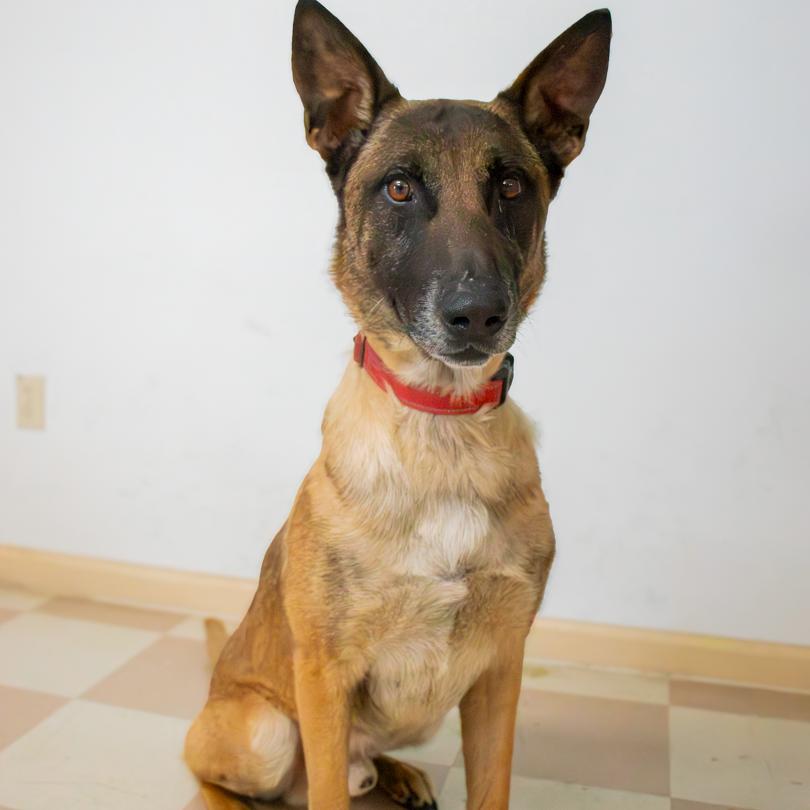 Max, Adoptable, Adult Male Belgian Shepherd / Malinois.