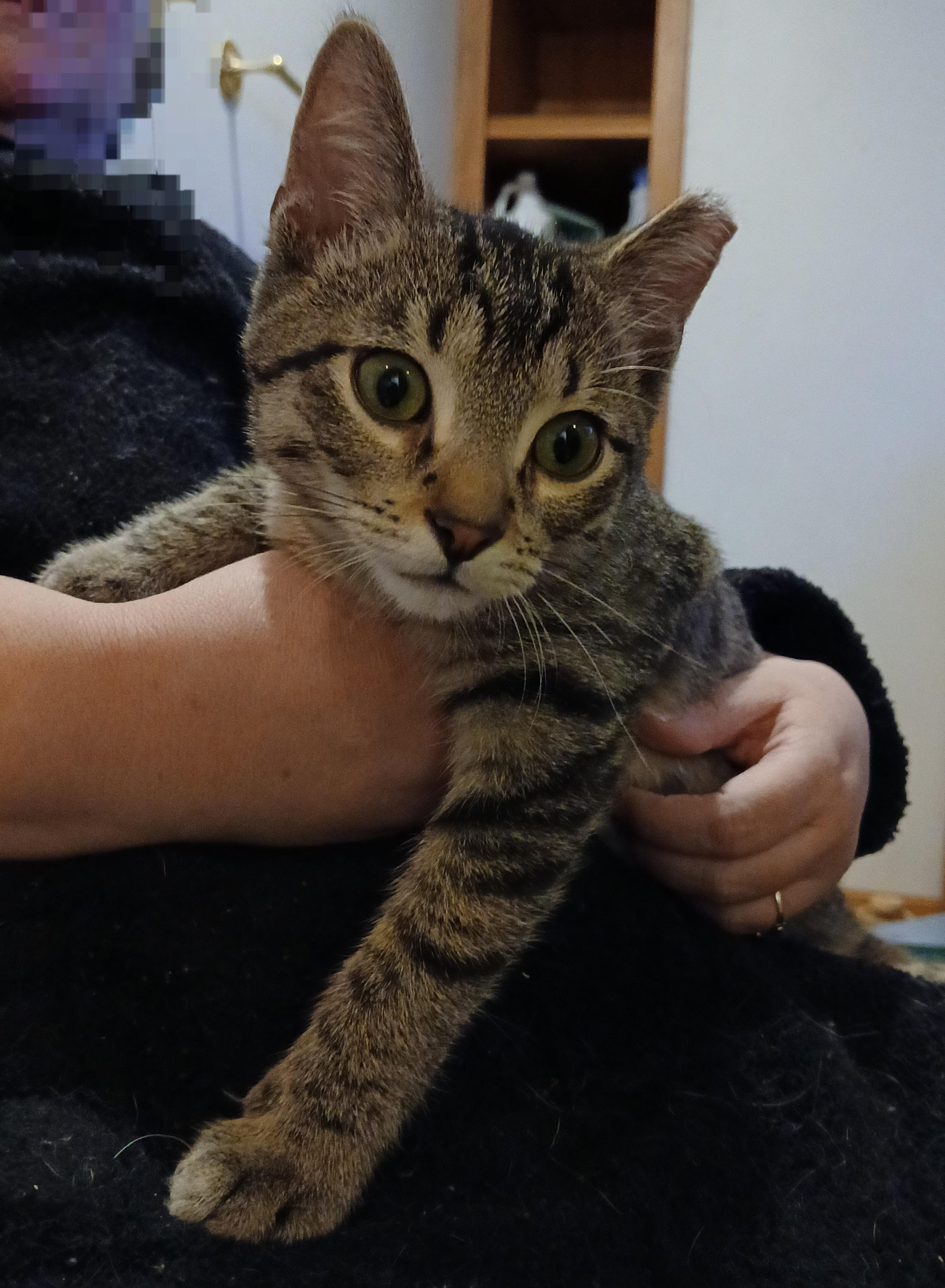 Pita, ADOPTABLE, Young Male Domestic Short Hair.