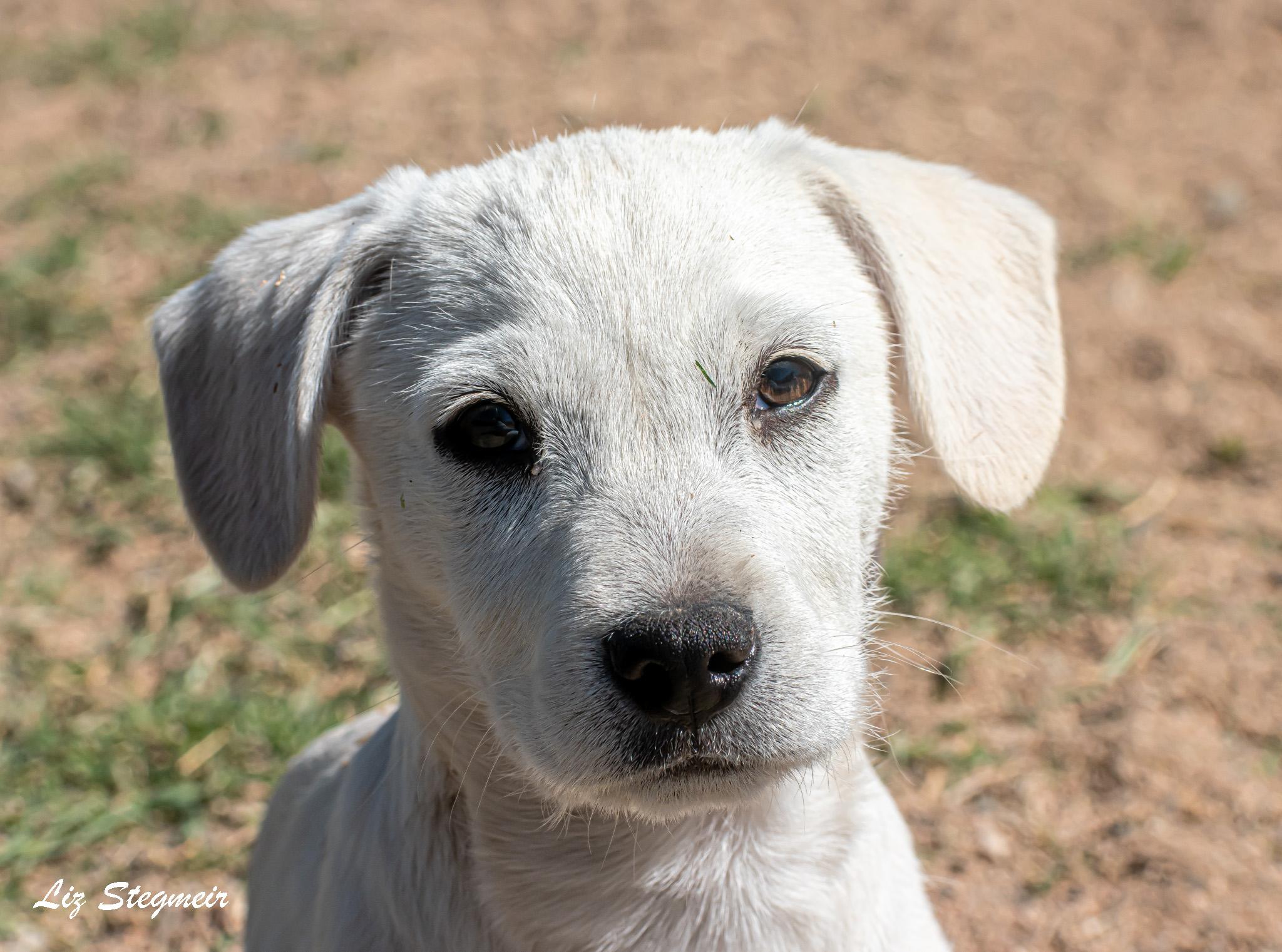 Duncan, ADOPTABLE, Puppy Male Mixed Breed.
