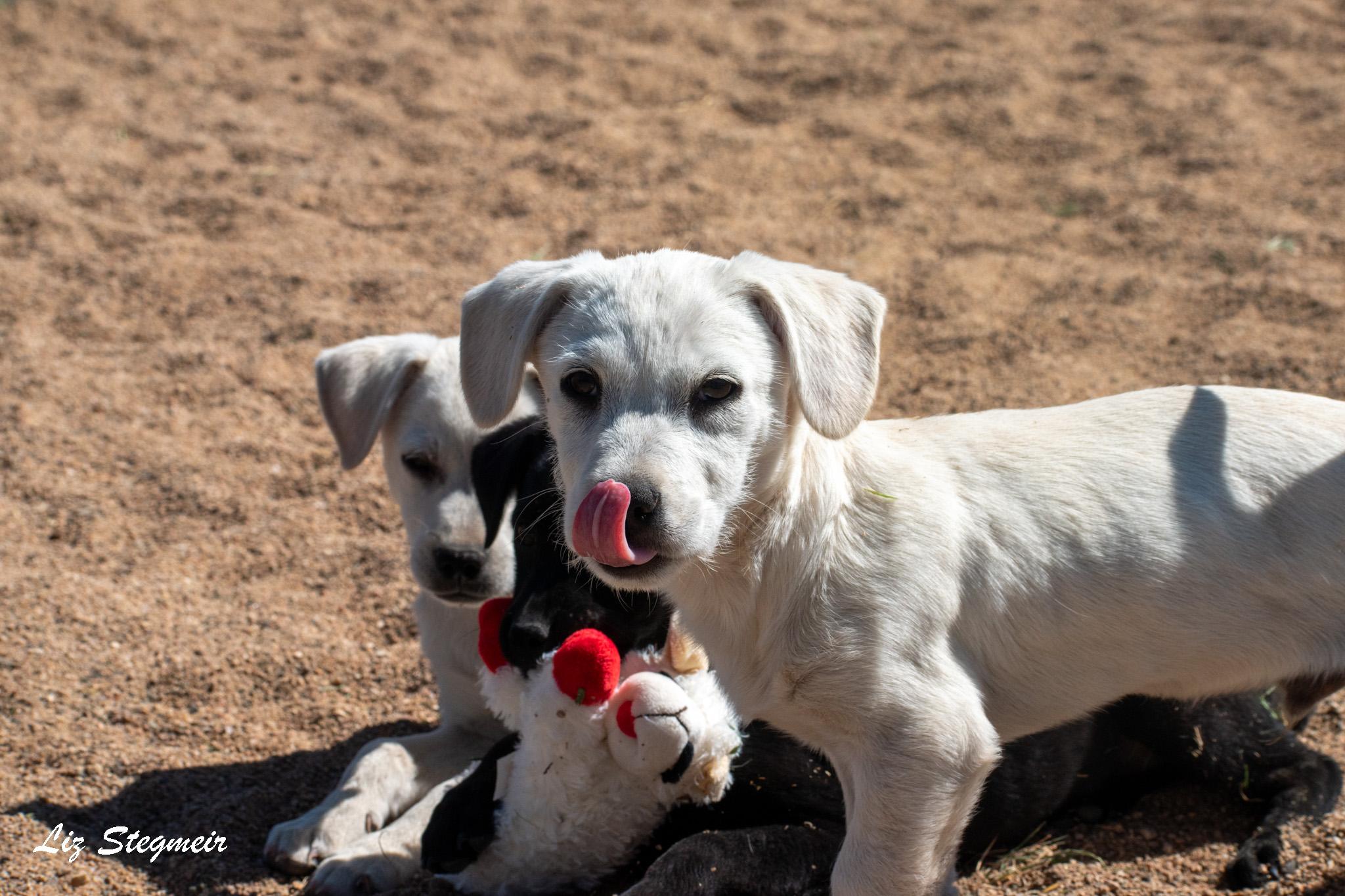 Enlarge Duncan, an adopted Mixed Breed in Mayer, AZ image 3/5