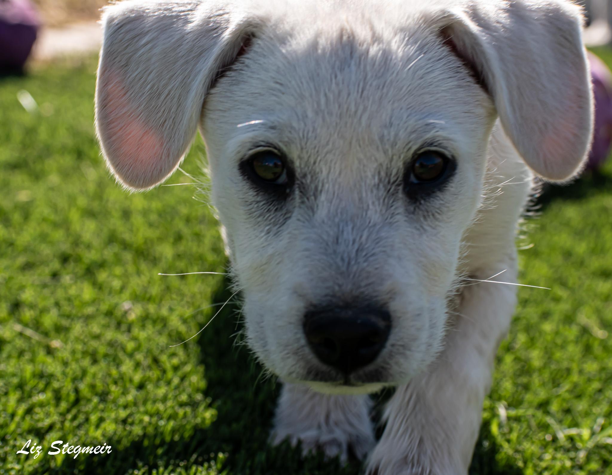 Enlarge Duncan, an adopted Mixed Breed in Mayer, AZ image 5/5