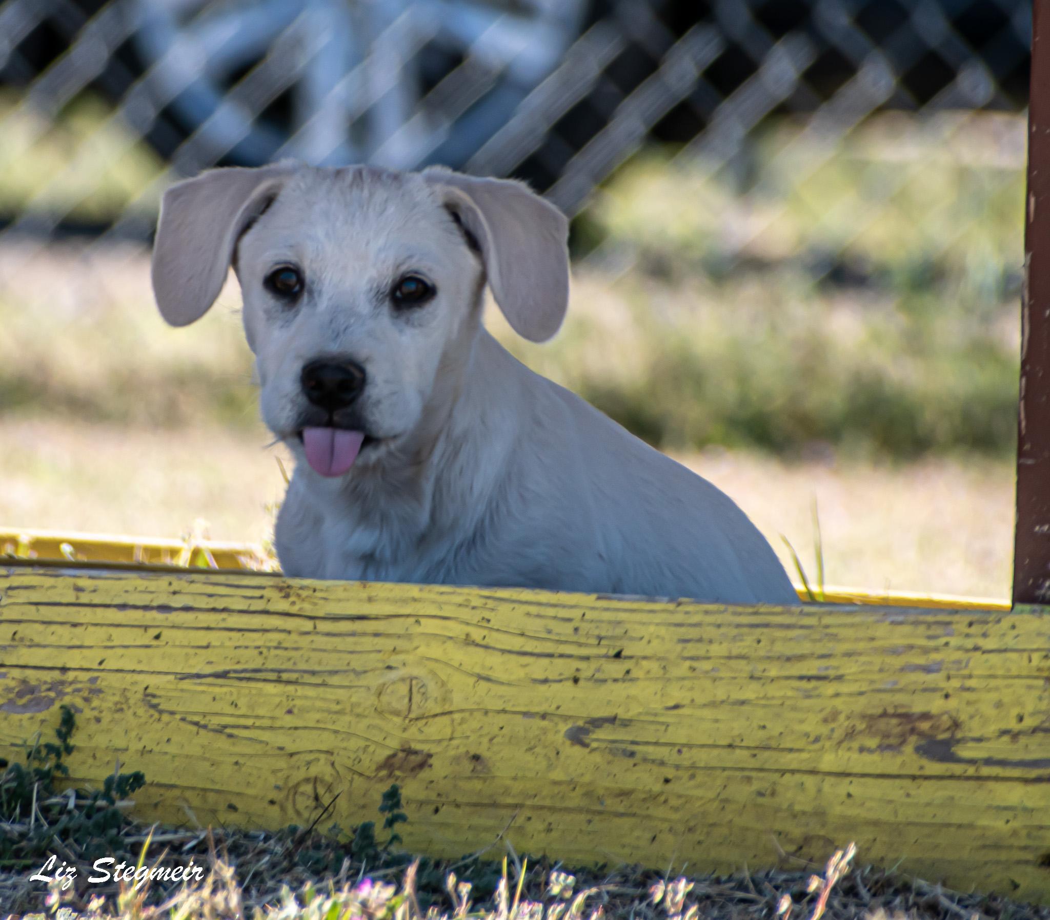 Duncan, adoptable, Puppy Male Mixed Breed.