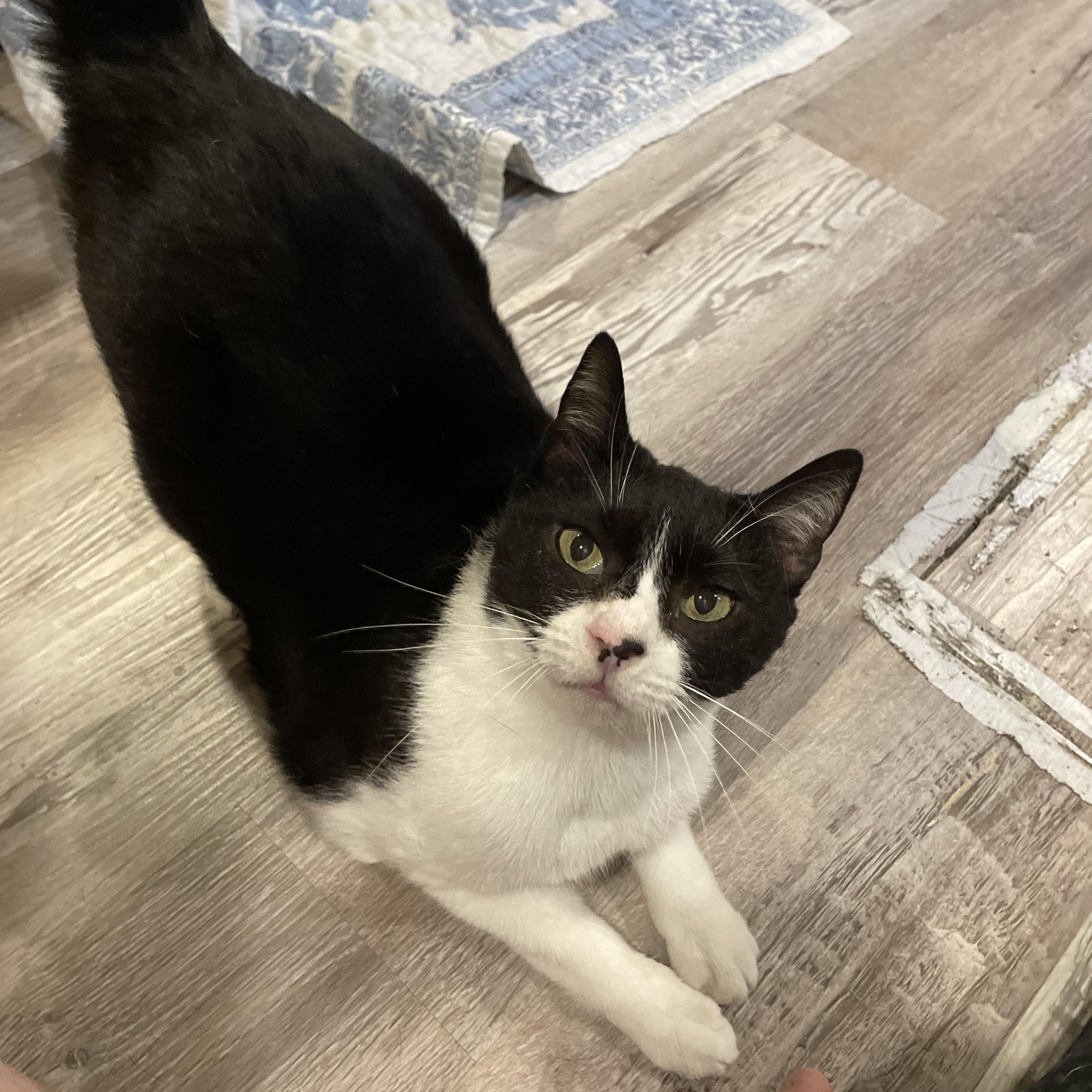 SUPER Sweet Mia, a Adoptable Domestic Short Hair in Parkland, FL image 5/6