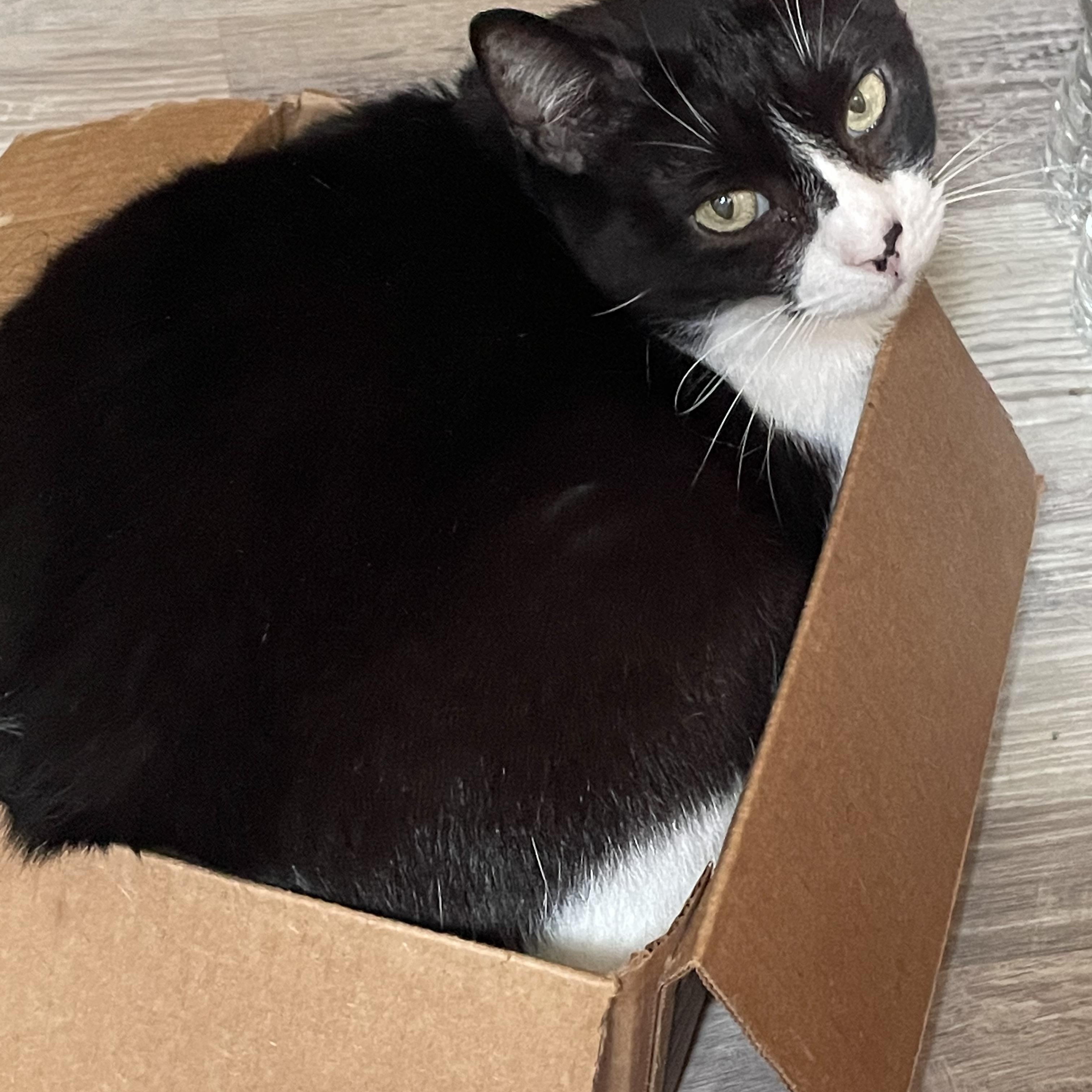 SUPER Sweet Mia, a Adoptable Domestic Short Hair in Parkland, FL image 2/6