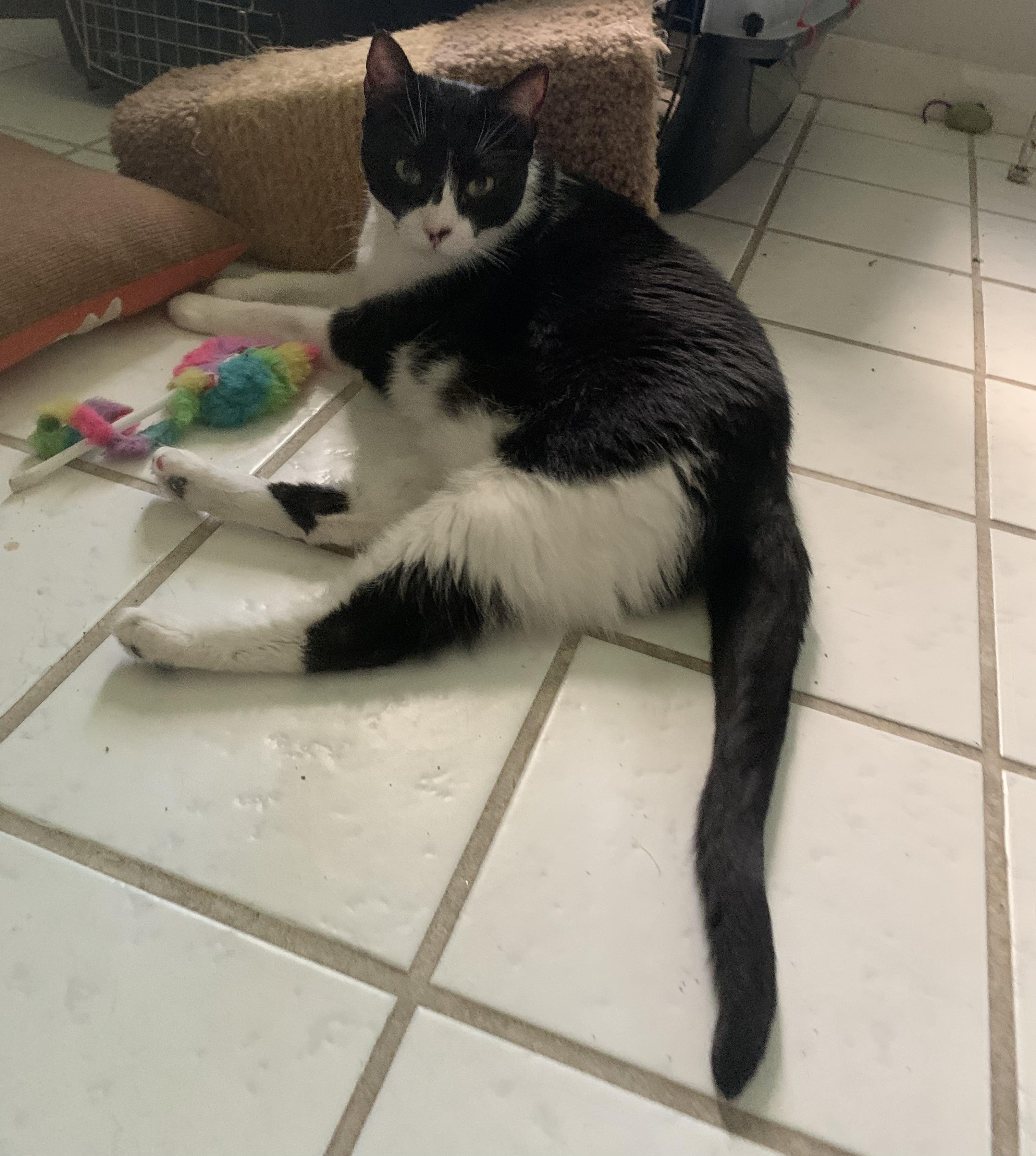 SUPER Sweet Mia, a Adoptable Domestic Short Hair in Parkland, FL image 3/6