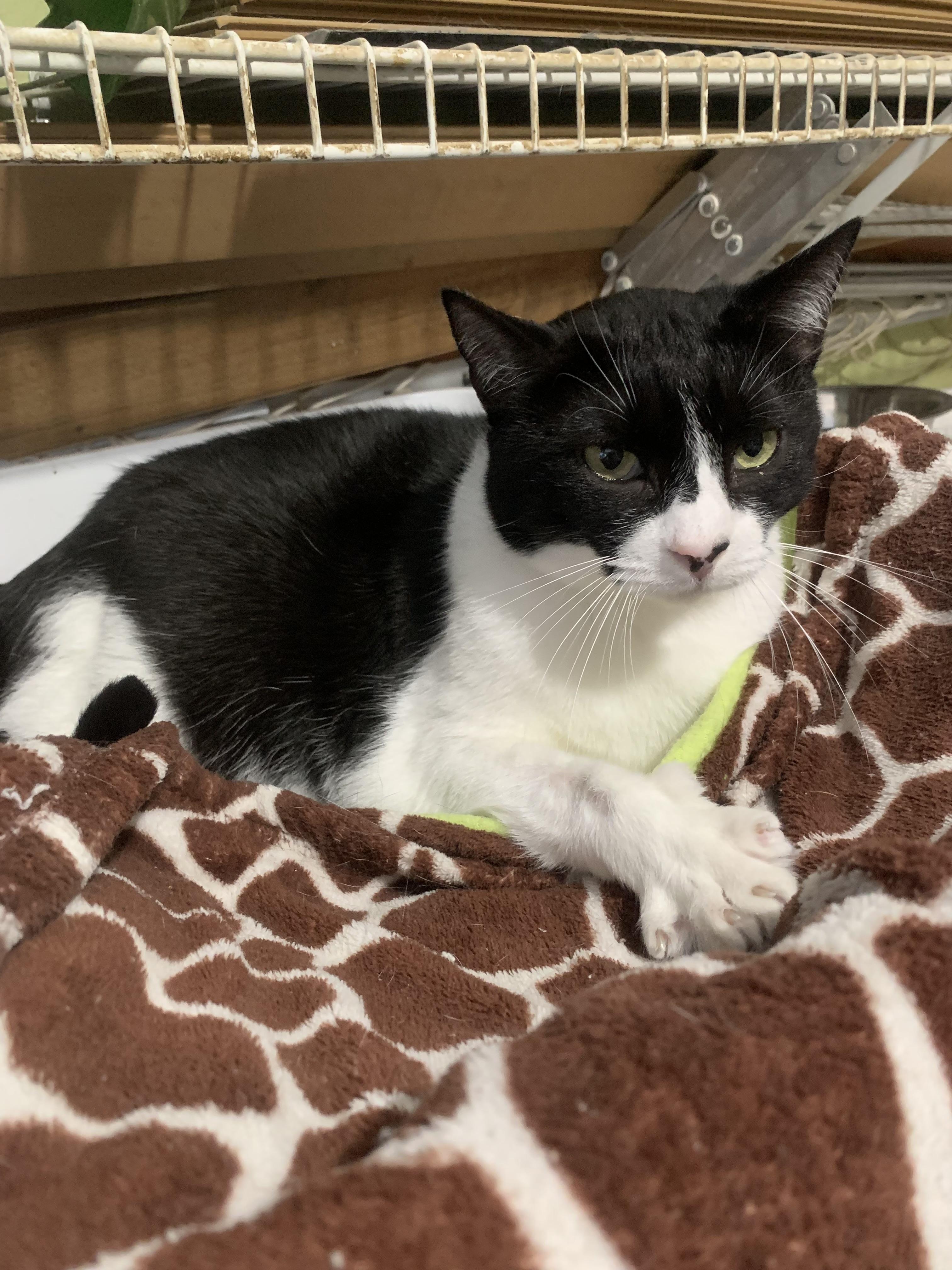 SUPER Sweet Mia, Adoptable, Young Female Domestic Short Hair.