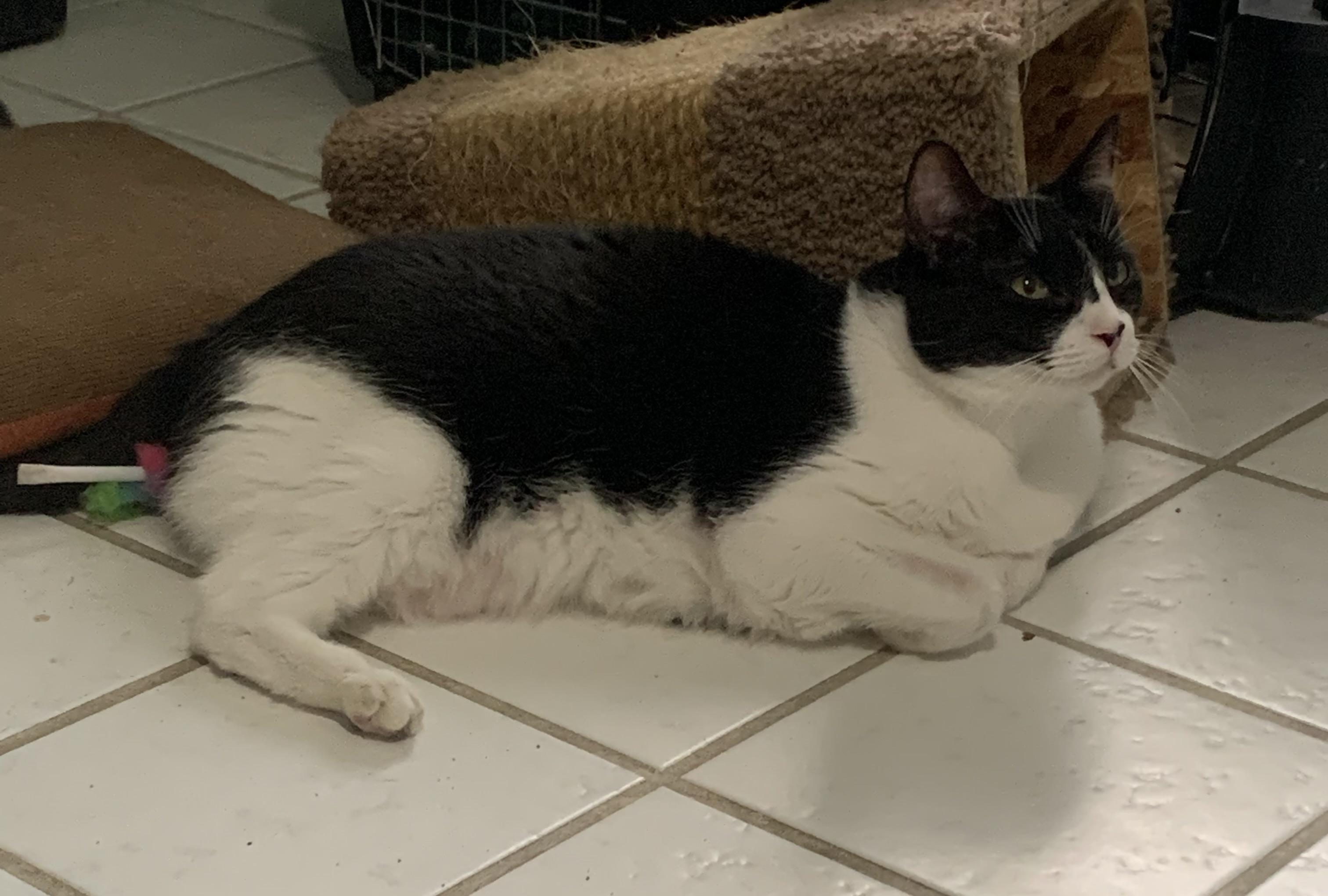 SUPER Sweet Mia, a Adoptable Domestic Short Hair in Parkland, FL image 4/6