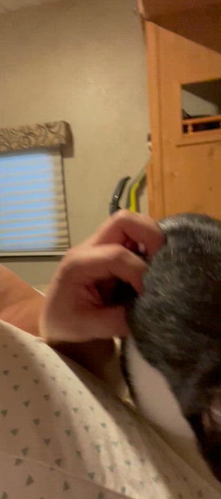 Enlarge SUPER Sweet Mia, a Adoptable Domestic Short Hair in Parkland, FL video 6/6