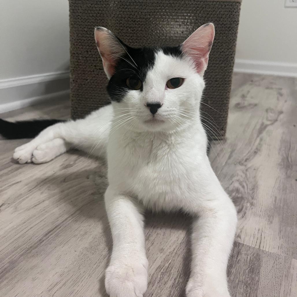 Jim, Adoptable, Adult Male Domestic Short Hair.