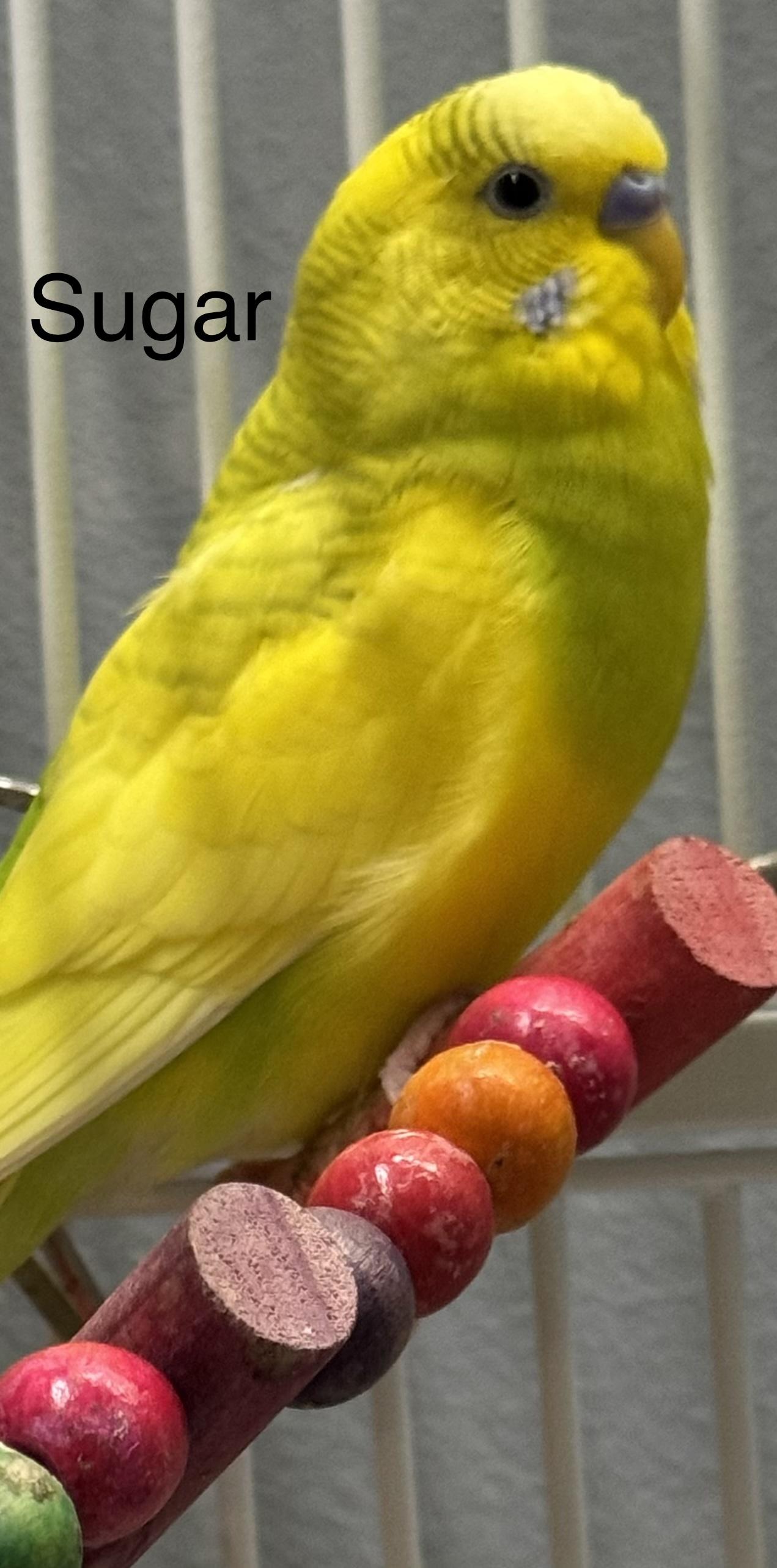 Cream and Sugar, Adoptable, Adult Unknown Parakeet (Other).