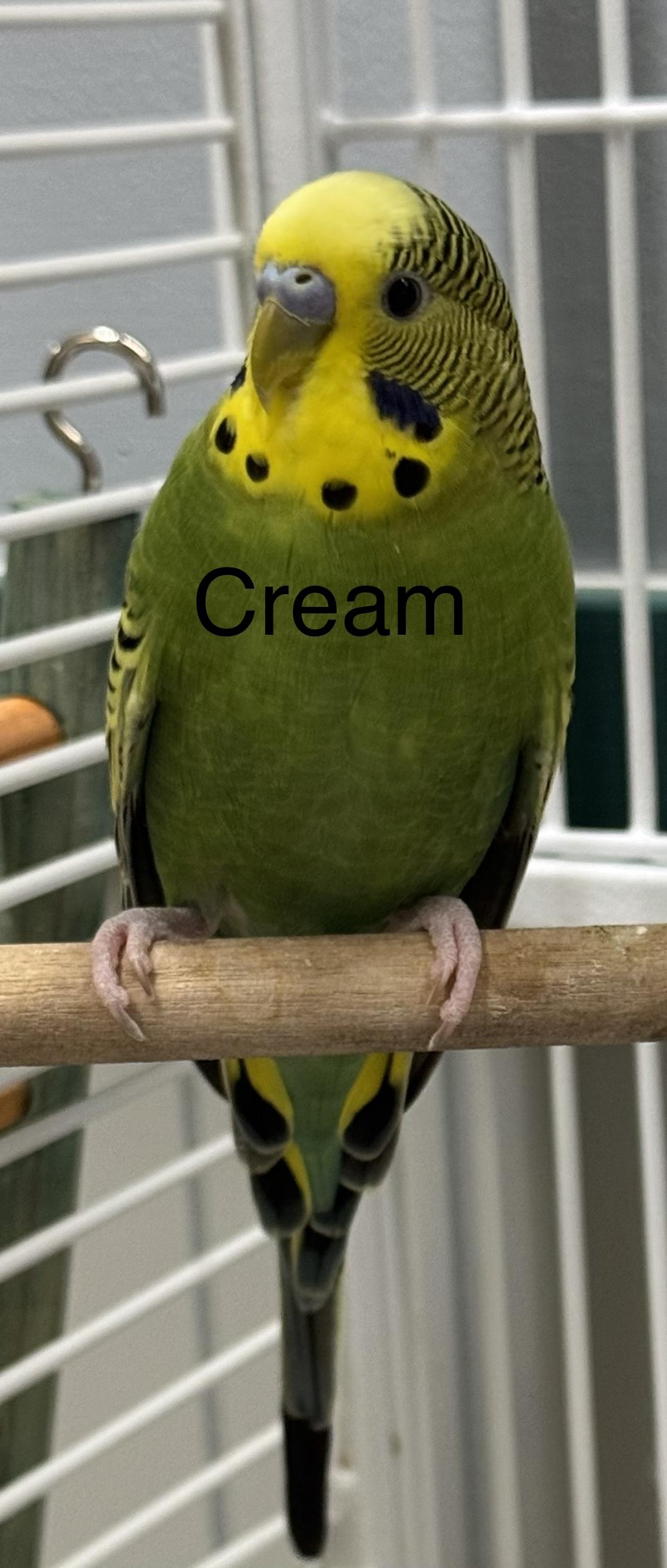 Enlarge Cream and Sugar, a Adoptable Parakeet (Other) in Dartmouth, MA image 2/2
