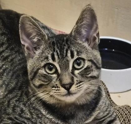 Enlarge Bookmark, a Adoptable Domestic Short Hair in Pleasanton, CA image 1/2