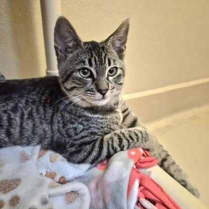 Enlarge Bookmark, a Adoptable Domestic Short Hair in Pleasanton, CA image 2/2