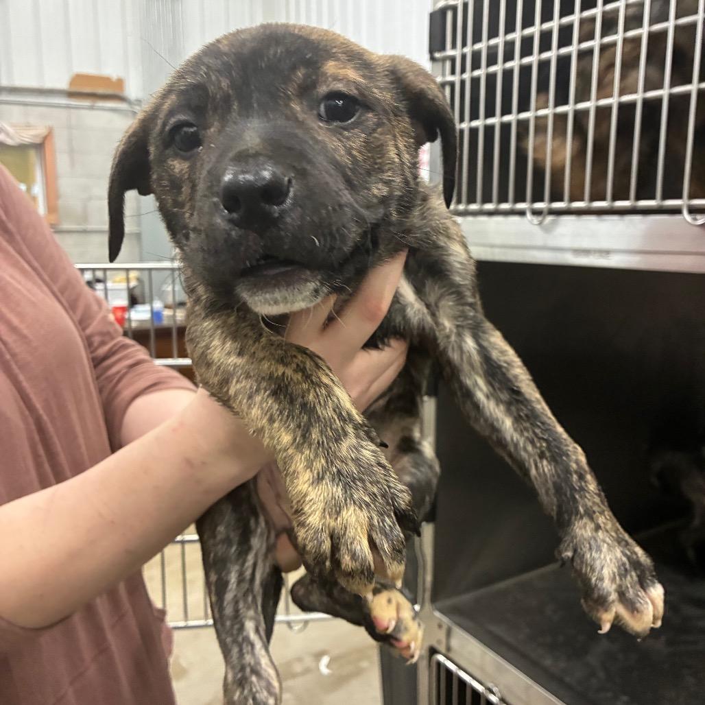 Raven, Adoptable, Puppy Female Mixed Breed.