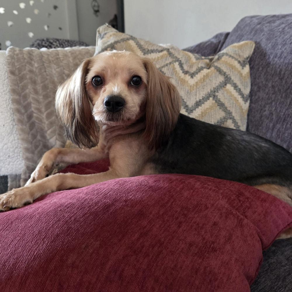 Enlarge Lacey, a Adoptable mixed breed in Oakland, MI image 2/3