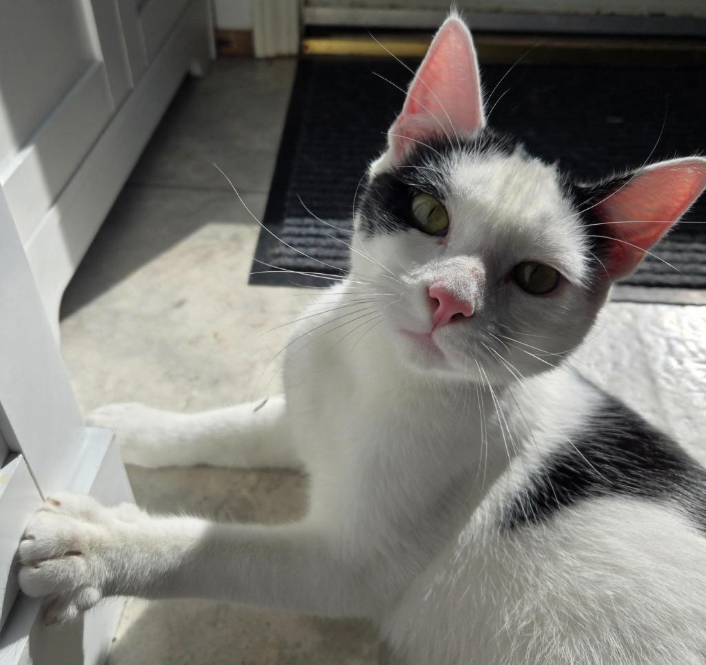 Enlarge Astro, a Adoptable mixed breed in Shelton, WA image 1/3