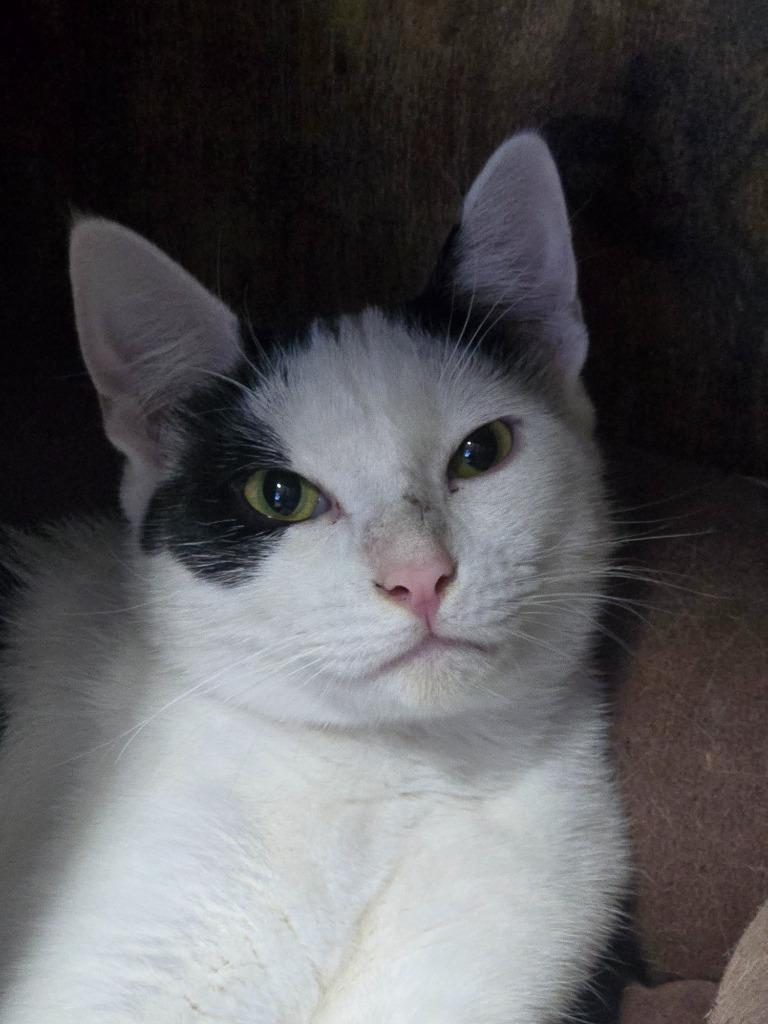 Enlarge Astro, a Adoptable mixed breed in Shelton, WA image 2/3