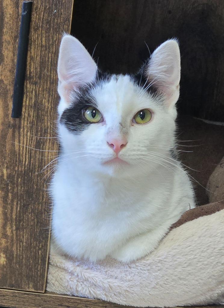 Enlarge Astro, a Adoptable mixed breed in Shelton, WA image 3/3