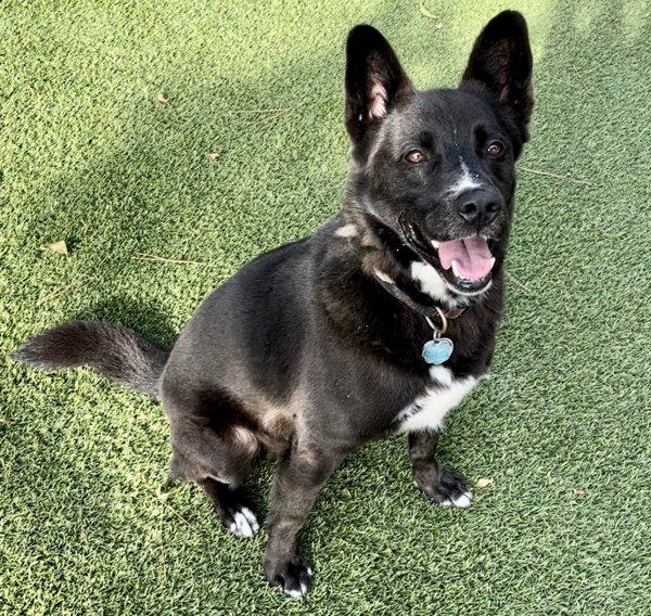 Enlarge Ollie, a Adoptable mixed breed in Dallas, TX image 1/3