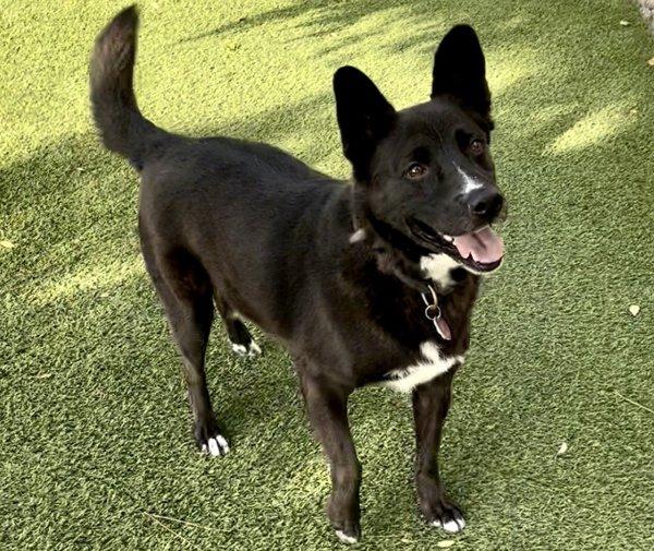 Enlarge Ollie, a Adoptable mixed breed in Dallas, TX image 2/3