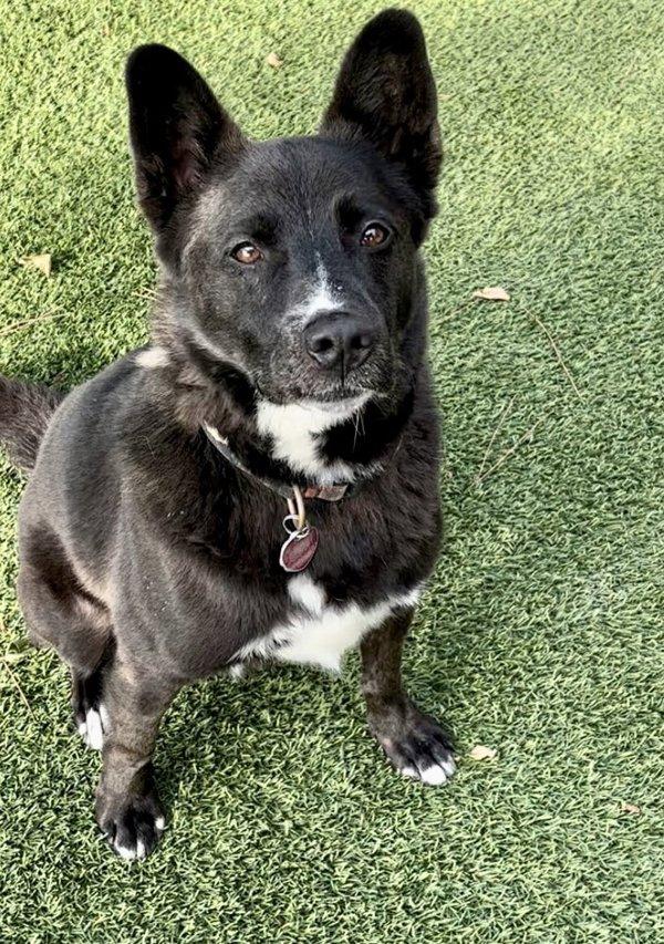 Enlarge Ollie, a Adoptable mixed breed in Dallas, TX image 3/3