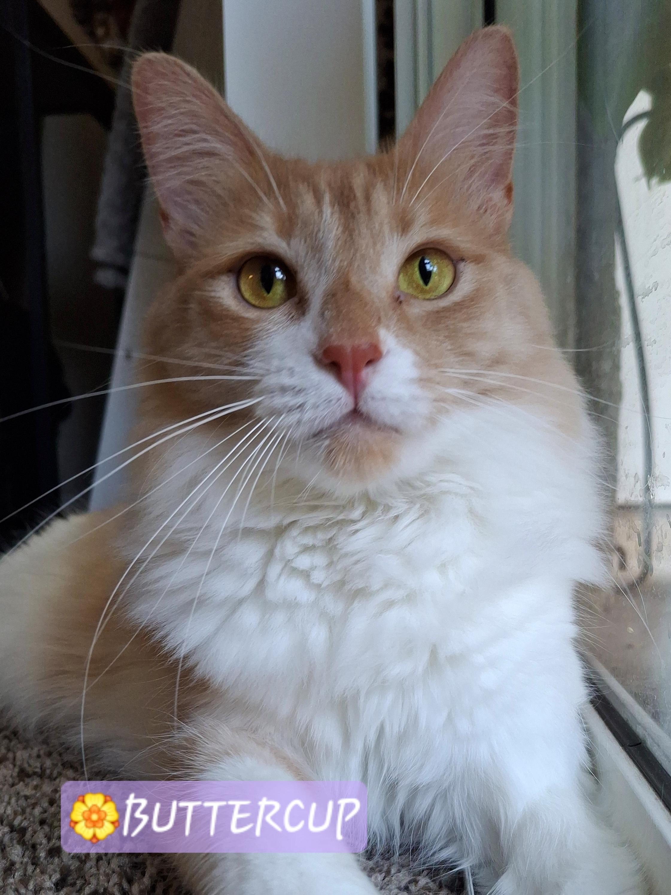 Enlarge ADOPTION EVENT, Saturday 10/24 12pm-3pm, a Adoptable mixed breed in Yorba Linda, CA image 5/6