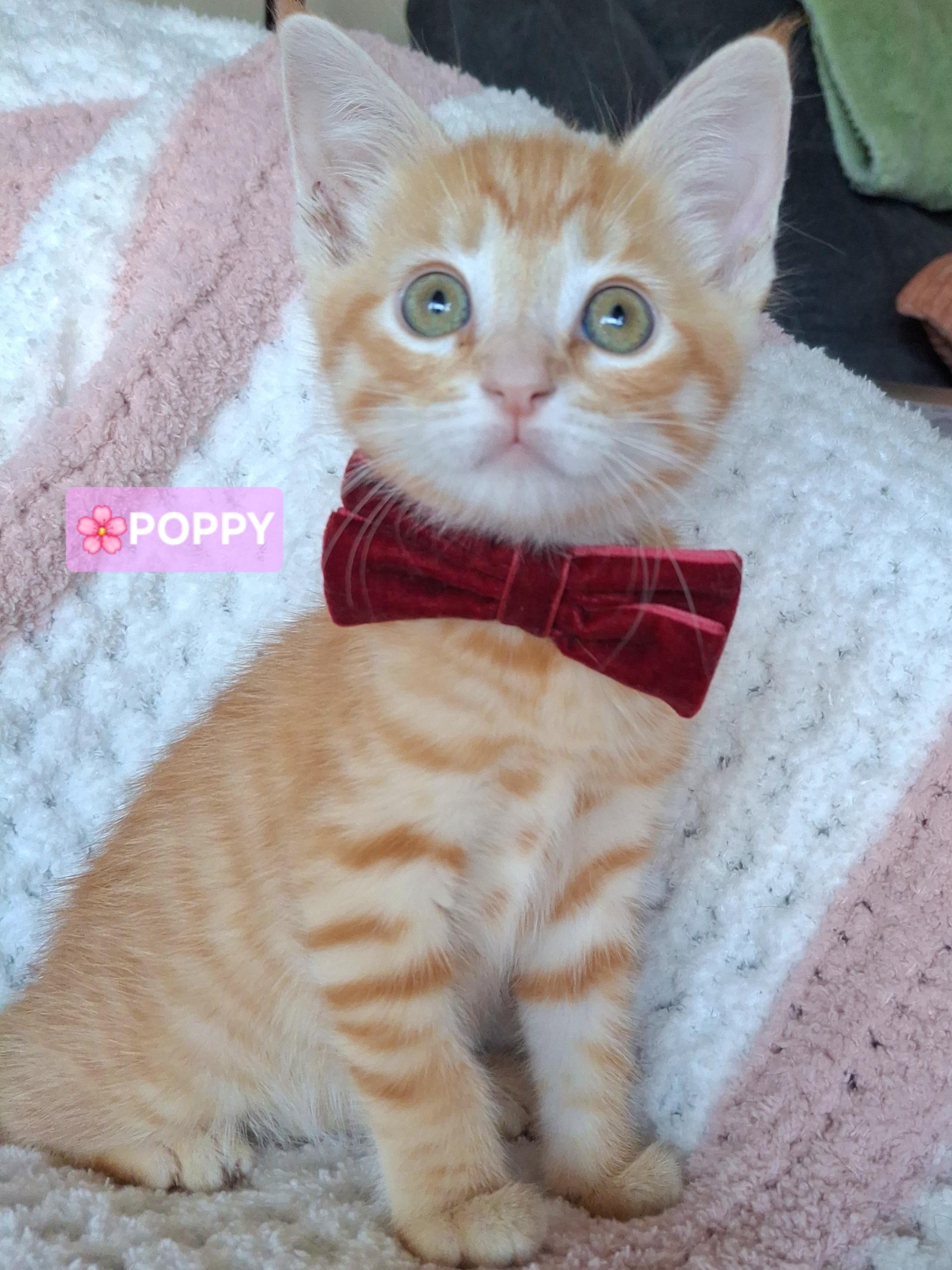 Enlarge ADOPTION EVENT, Saturday 10/24 12pm-3pm, a Adoptable mixed breed in Yorba Linda, CA image 3/6