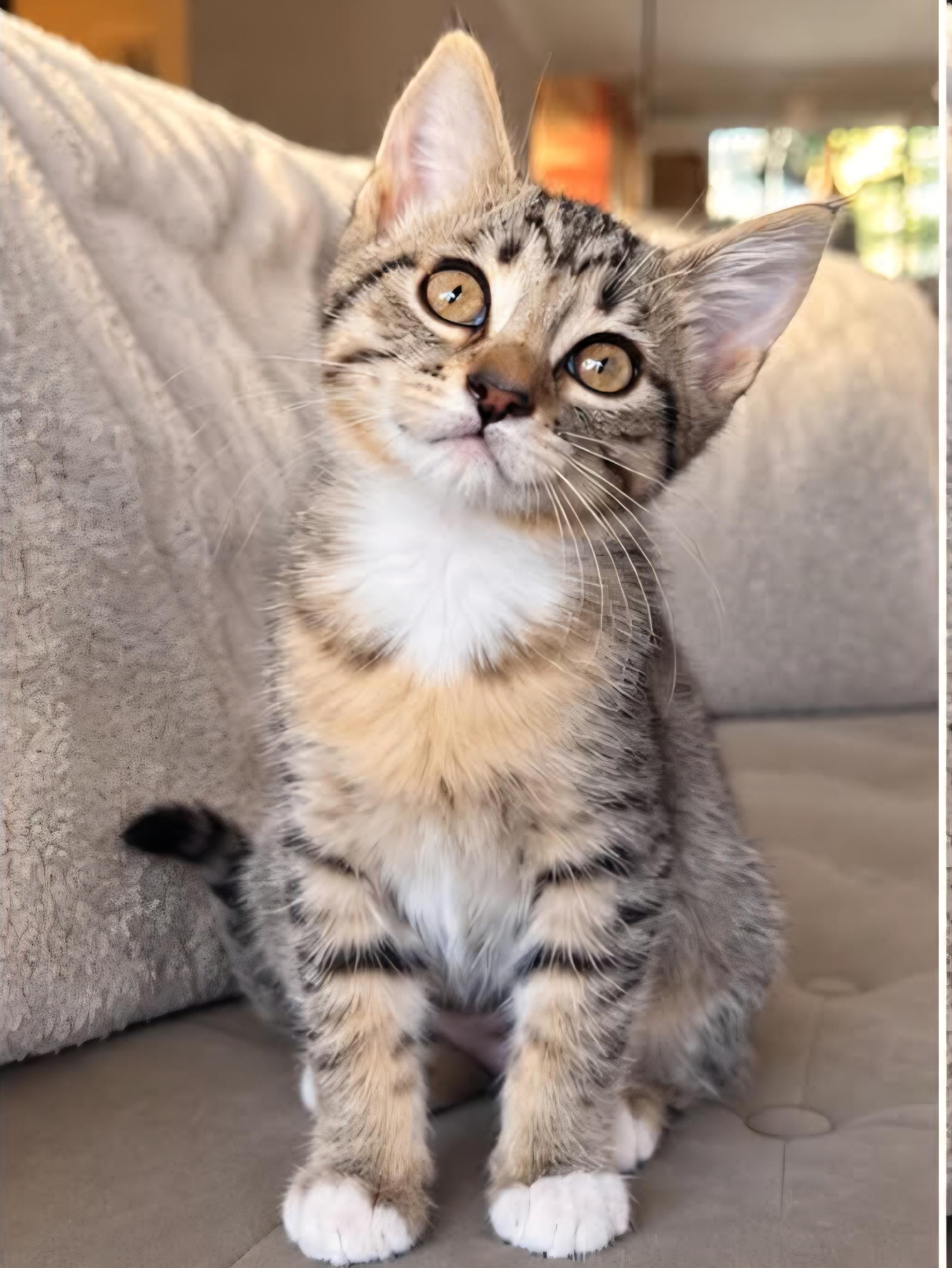 Enlarge ADOPTION EVENT, Saturday 10/24 12pm-3pm, a Adoptable mixed breed in Yorba Linda, CA image 6/6
