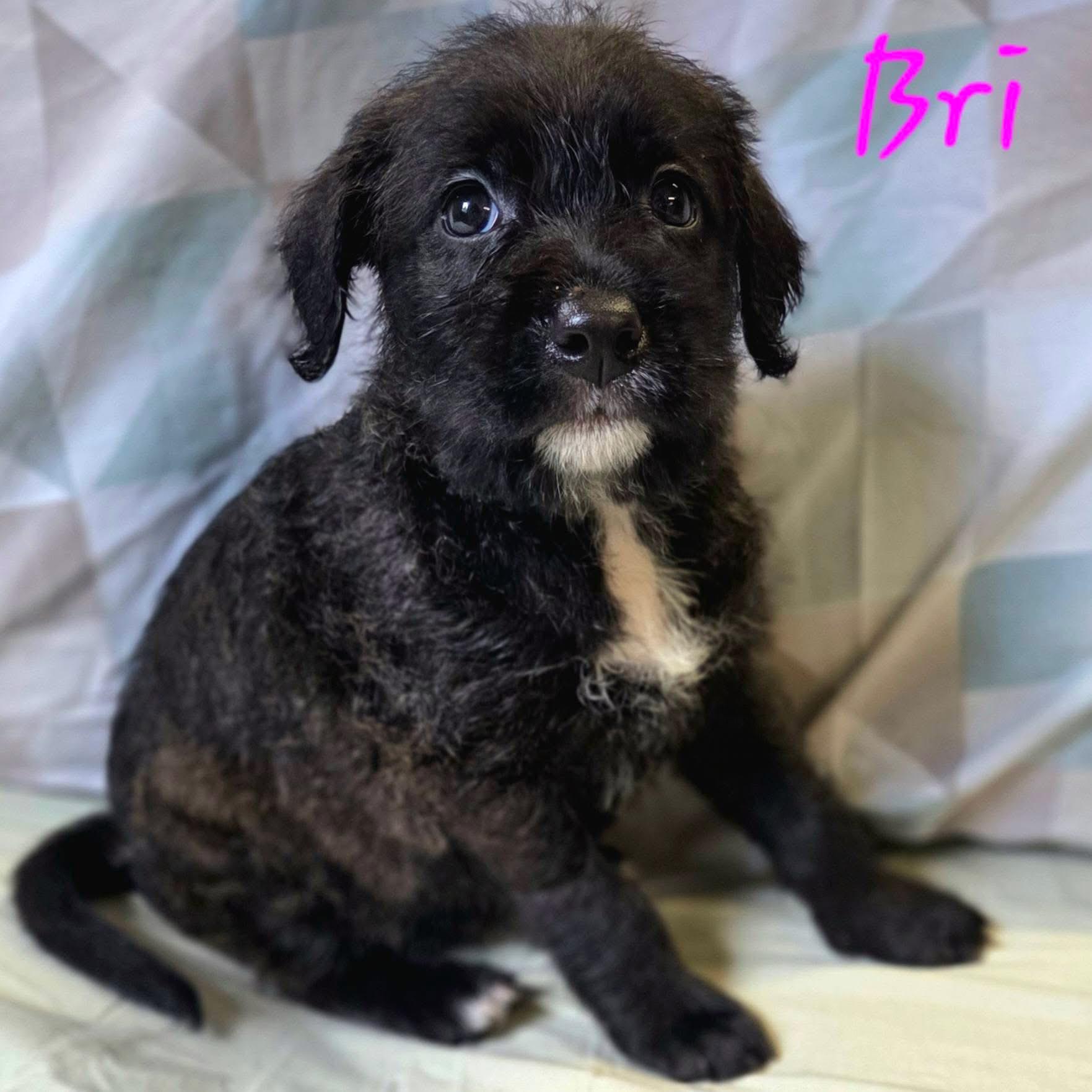 Bri - Perfect Match Litter, Adoptable, Puppy Female Poodle & Retriever.