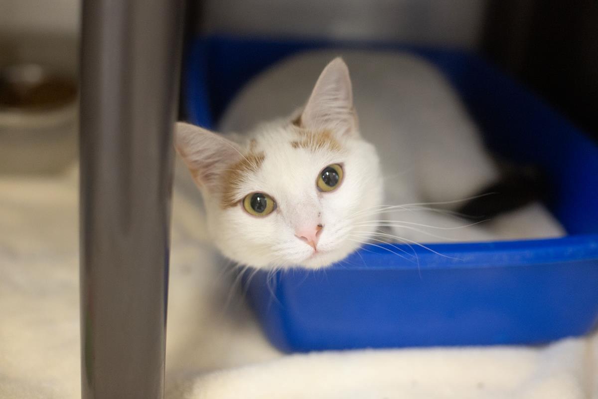 Honey, Adoptable, Adult Female Domestic Short Hair.