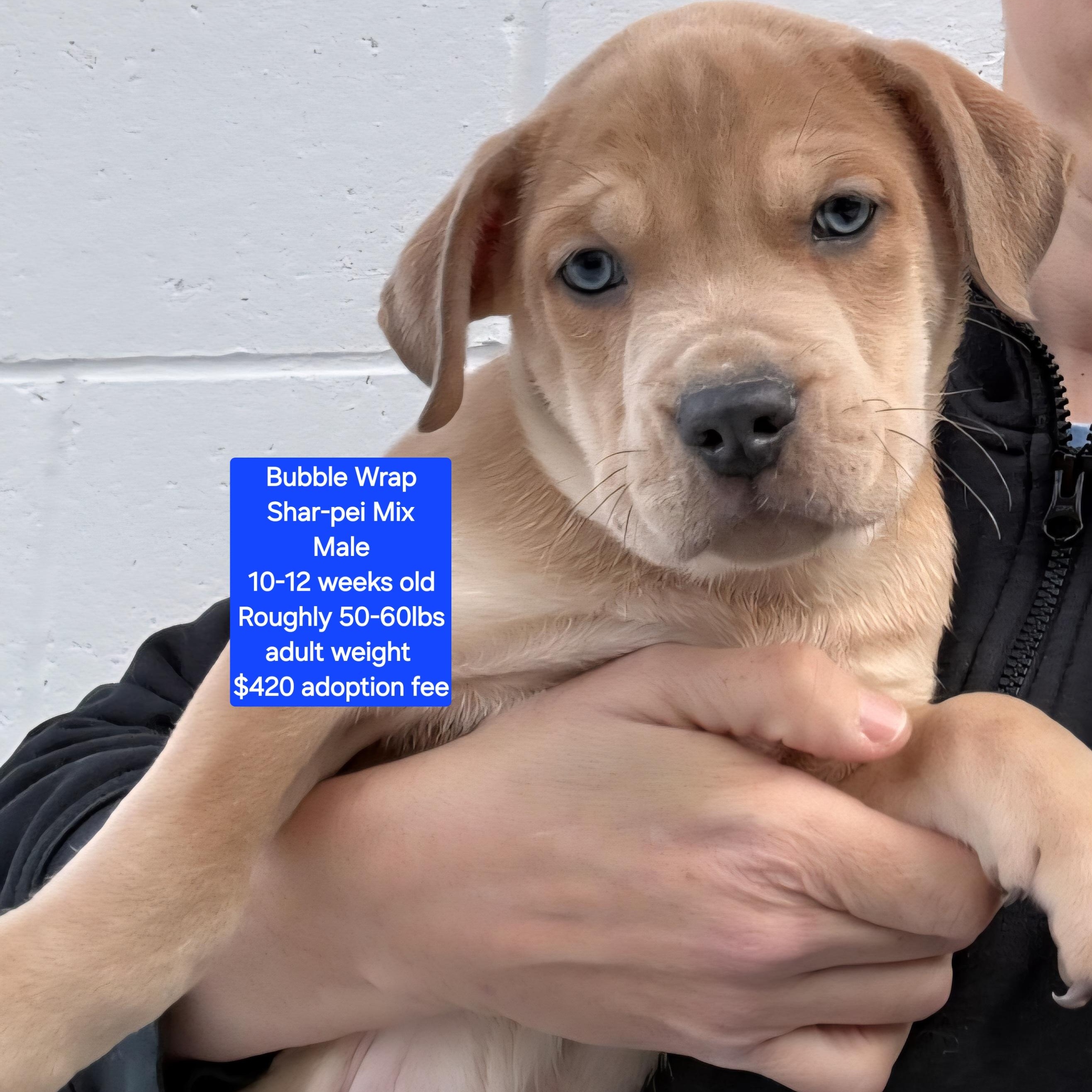 Bubble Wrap, ADOPTABLE, Puppy Male Shar-Pei.