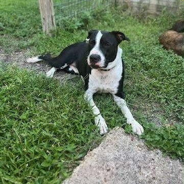 Bluebell, Adoptable, Adult Female Terrier.