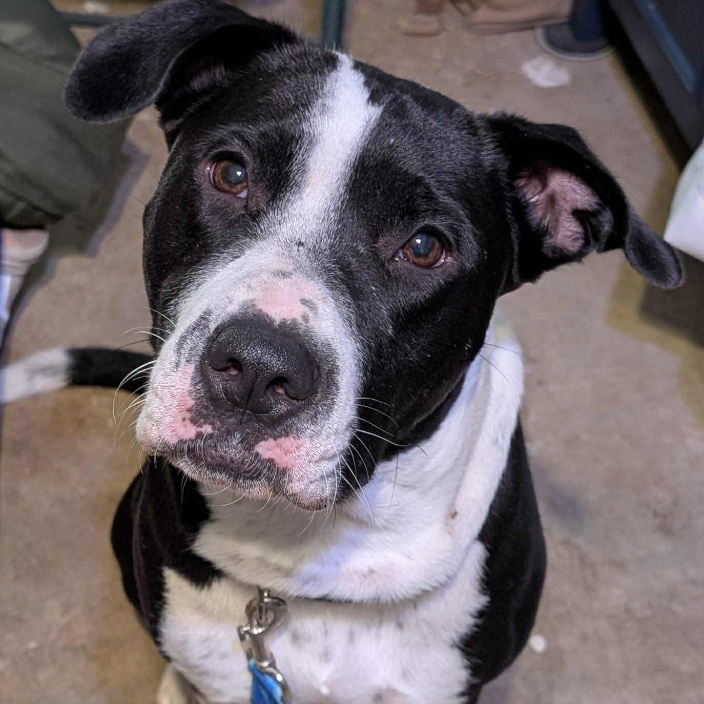 Bluebell, a Adoptable mixed breed in Coraopolis, PA image 2/5